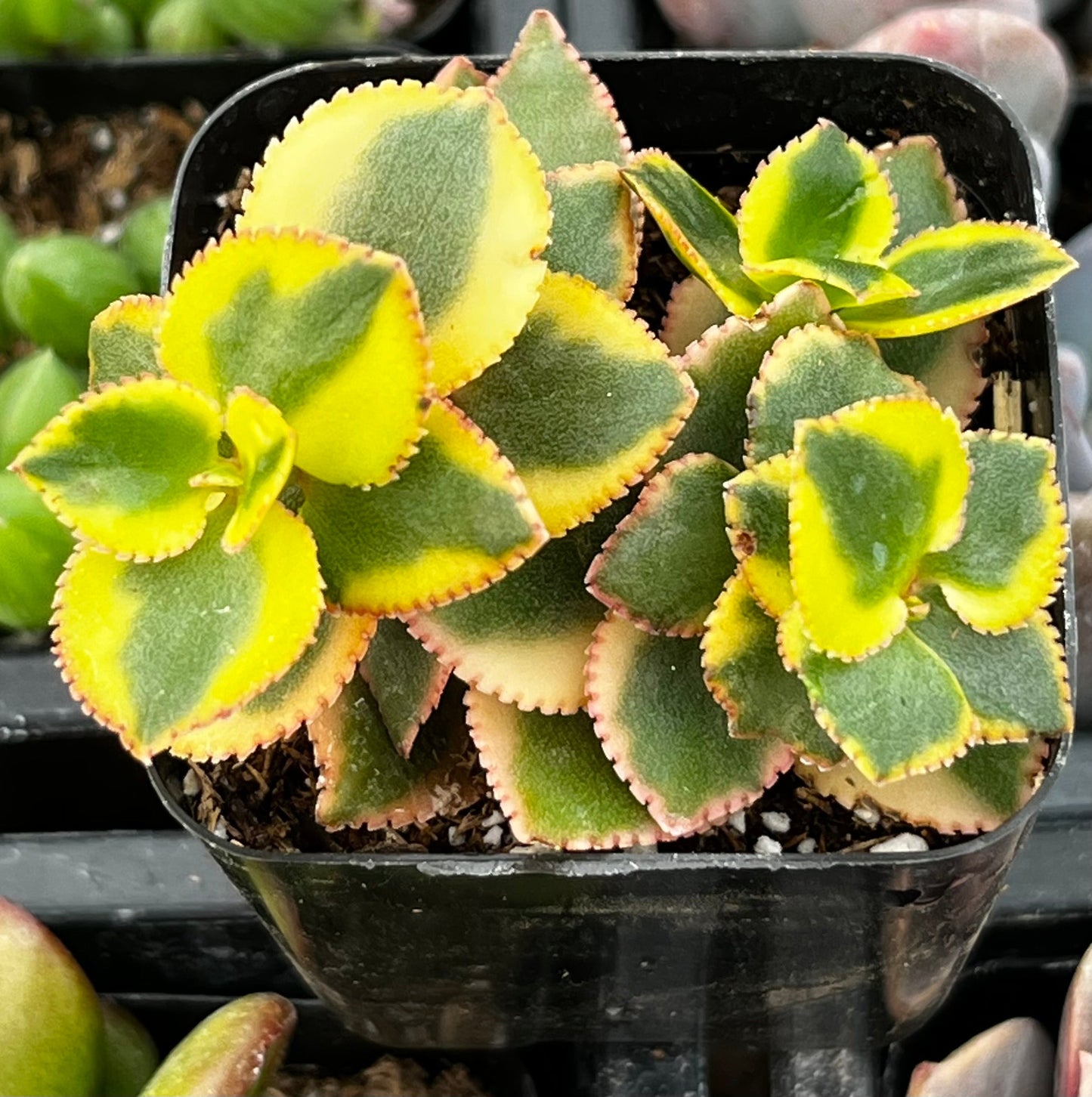 Crassula Sarmentosa