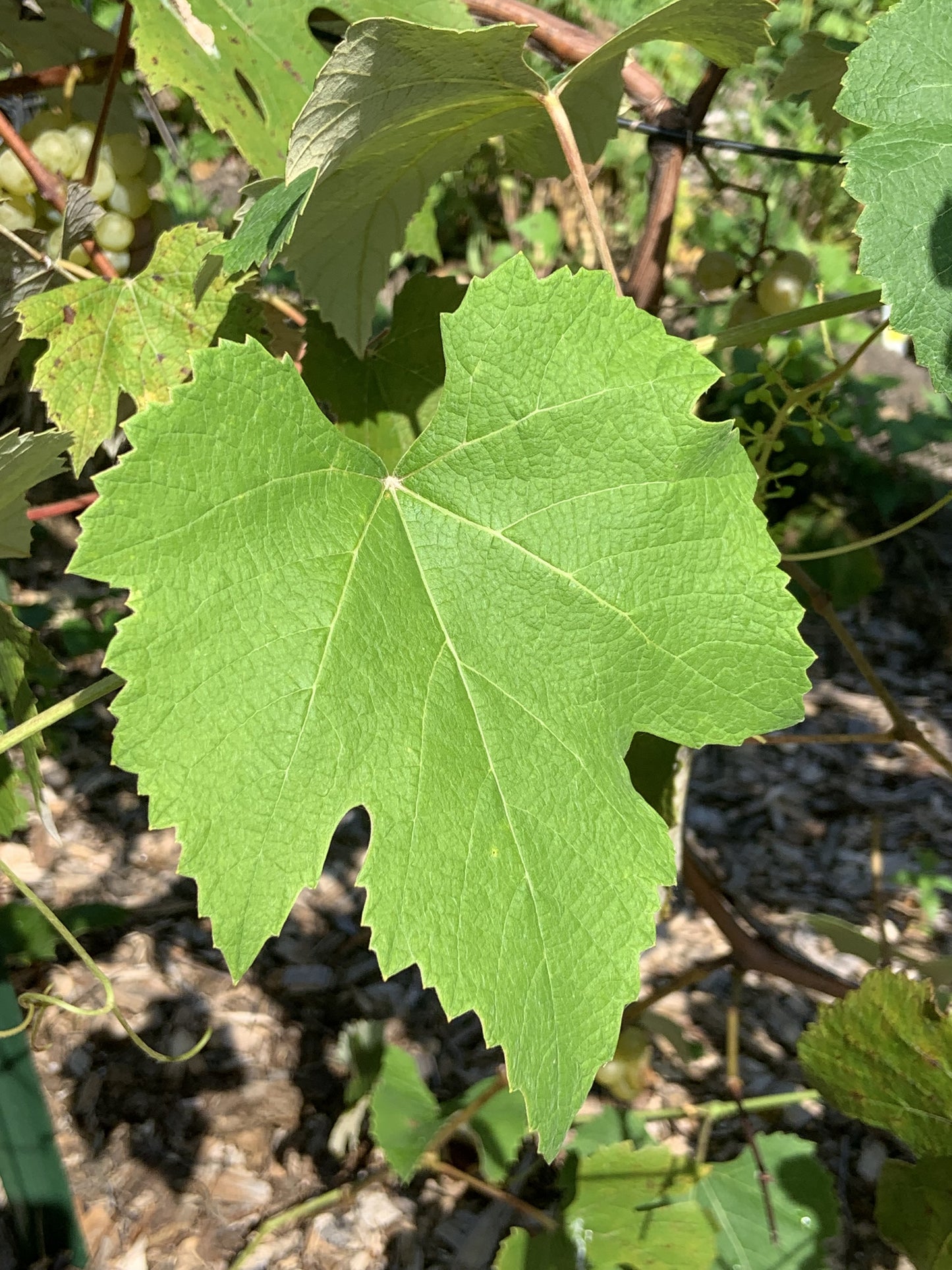 NIAGARA GRAPE 1gal