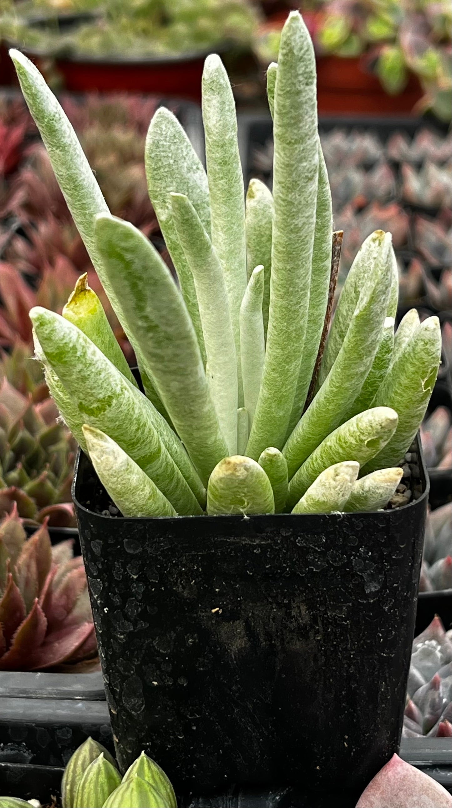 Woolly Senecio