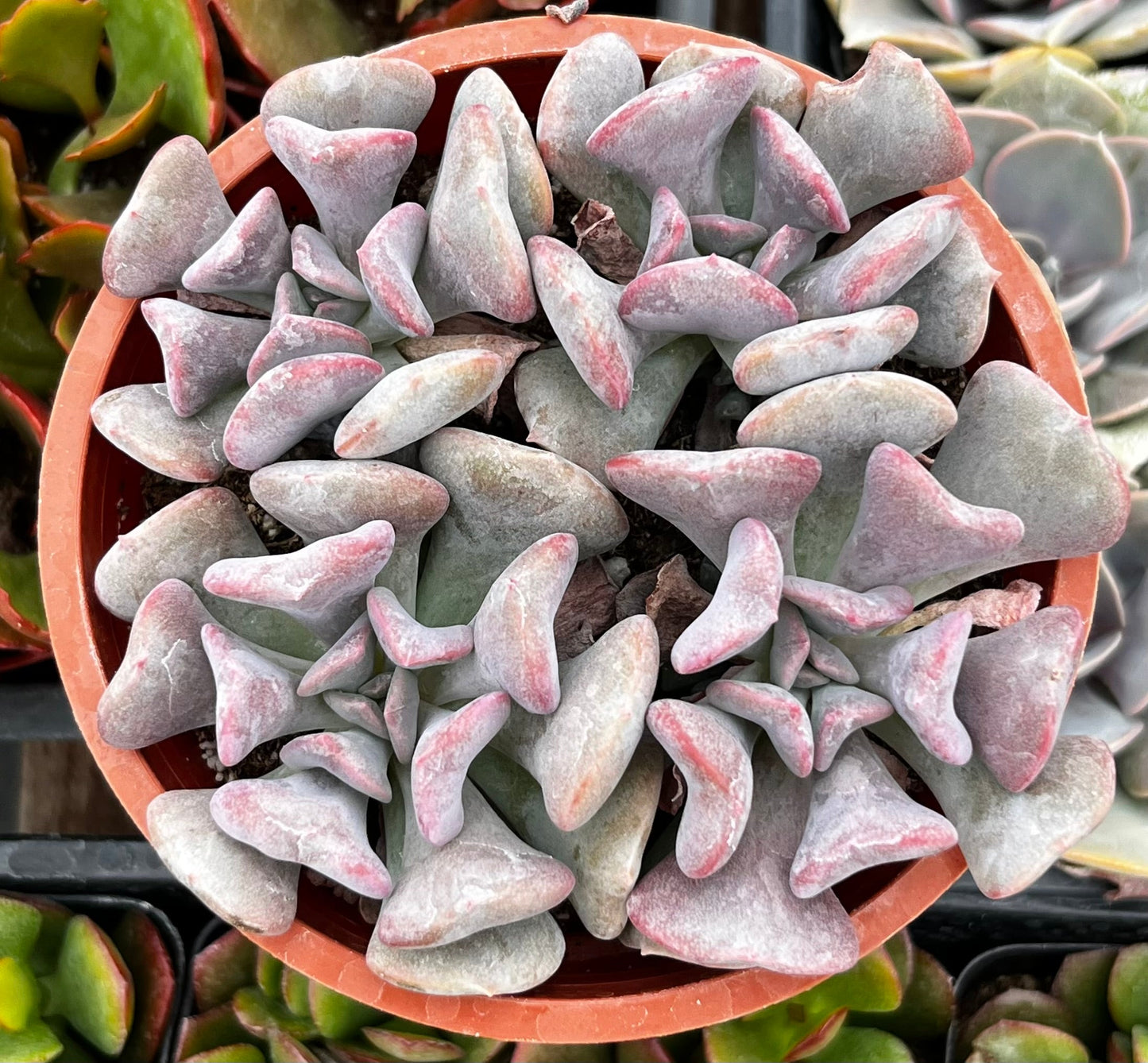 Cubic Frost Echeveria