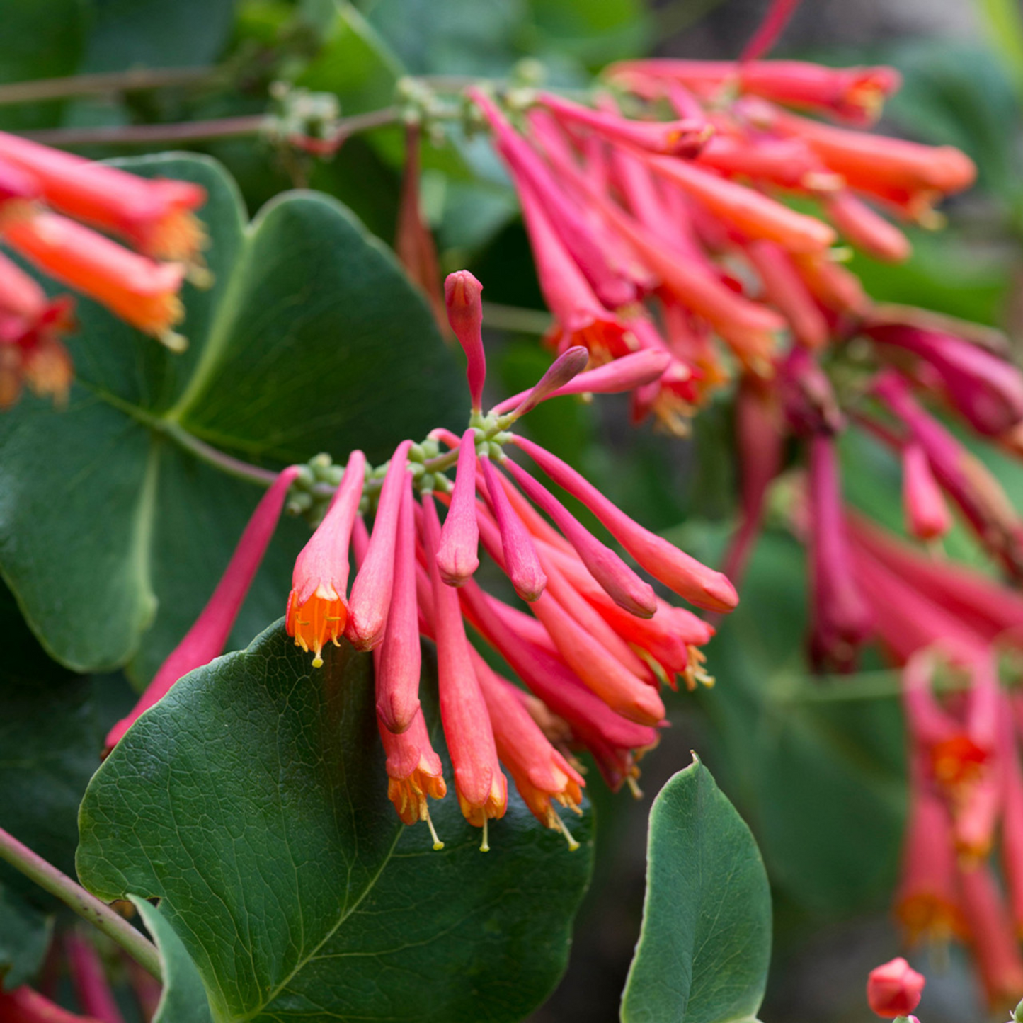 DROPMORE SCARLET HONEYSUCKLE 2gal