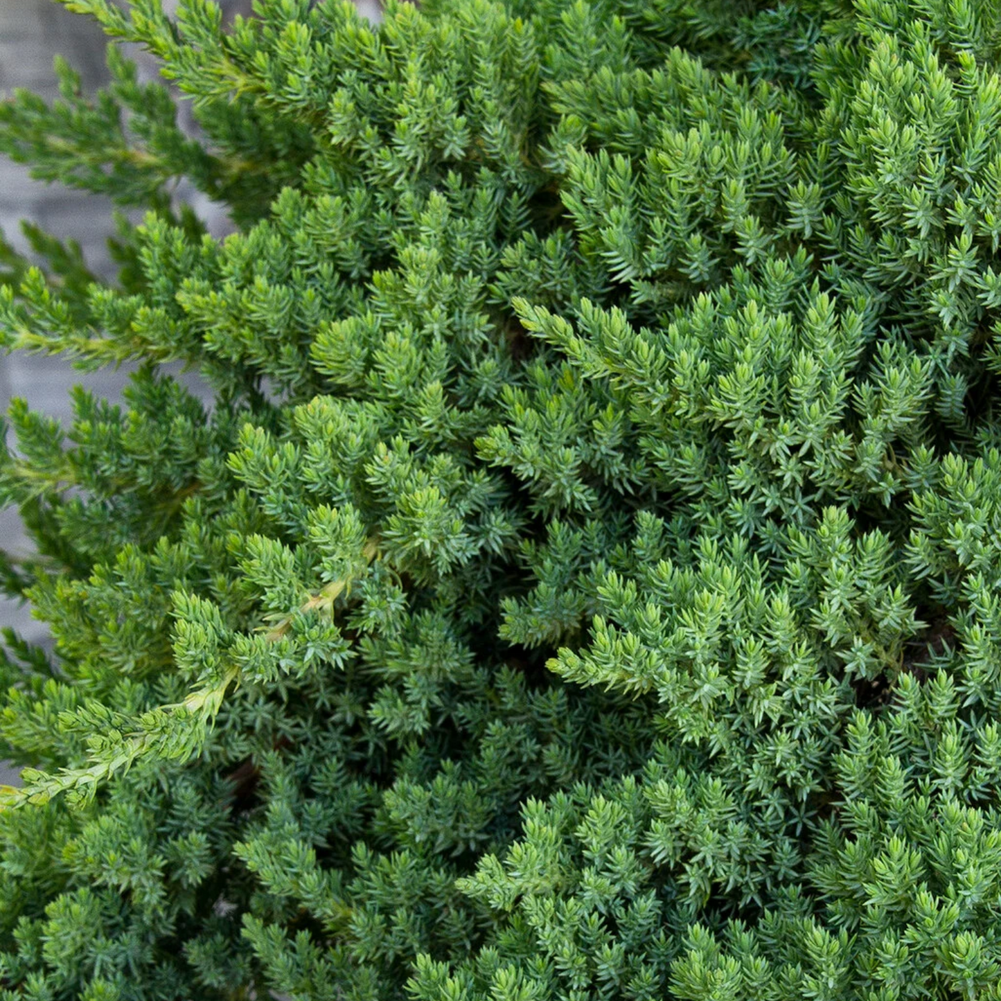 JAPANESE GARDEN JUNIPER 2gal
