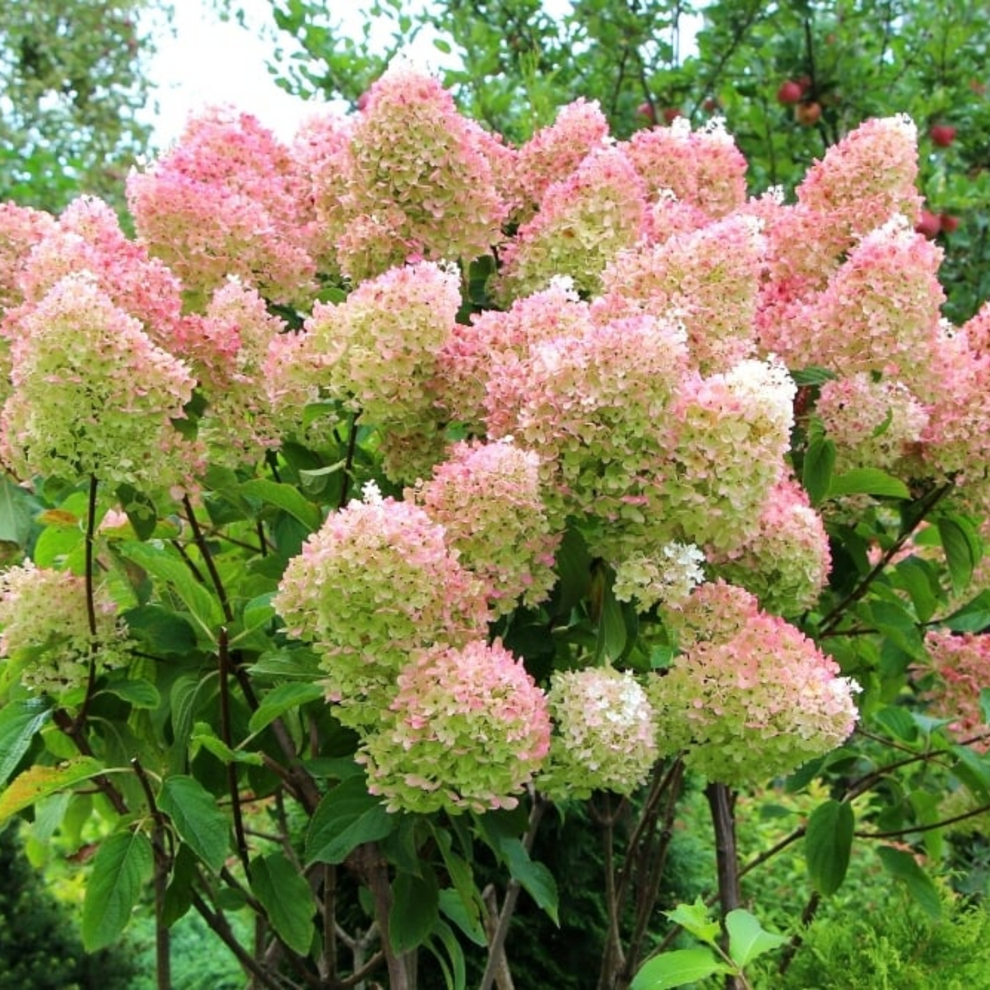STRAWBERRY SUNDAE HYDRANGEA 2gal