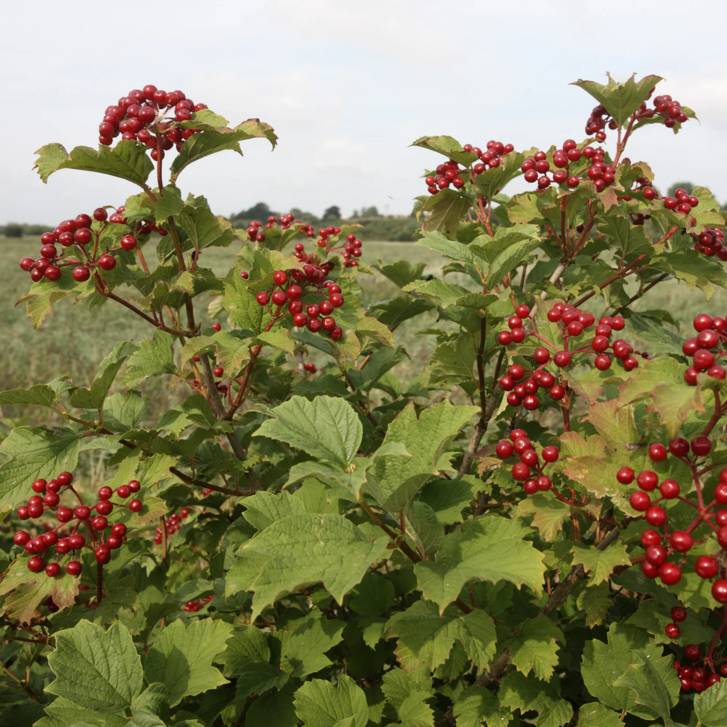 CRANBERRY BUSH VIBURNUM 2gal
