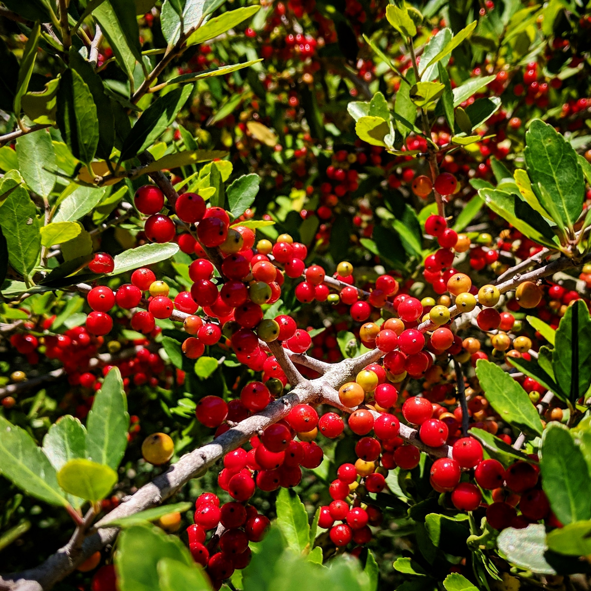 BERRI MAGIC HOLLY 2gal