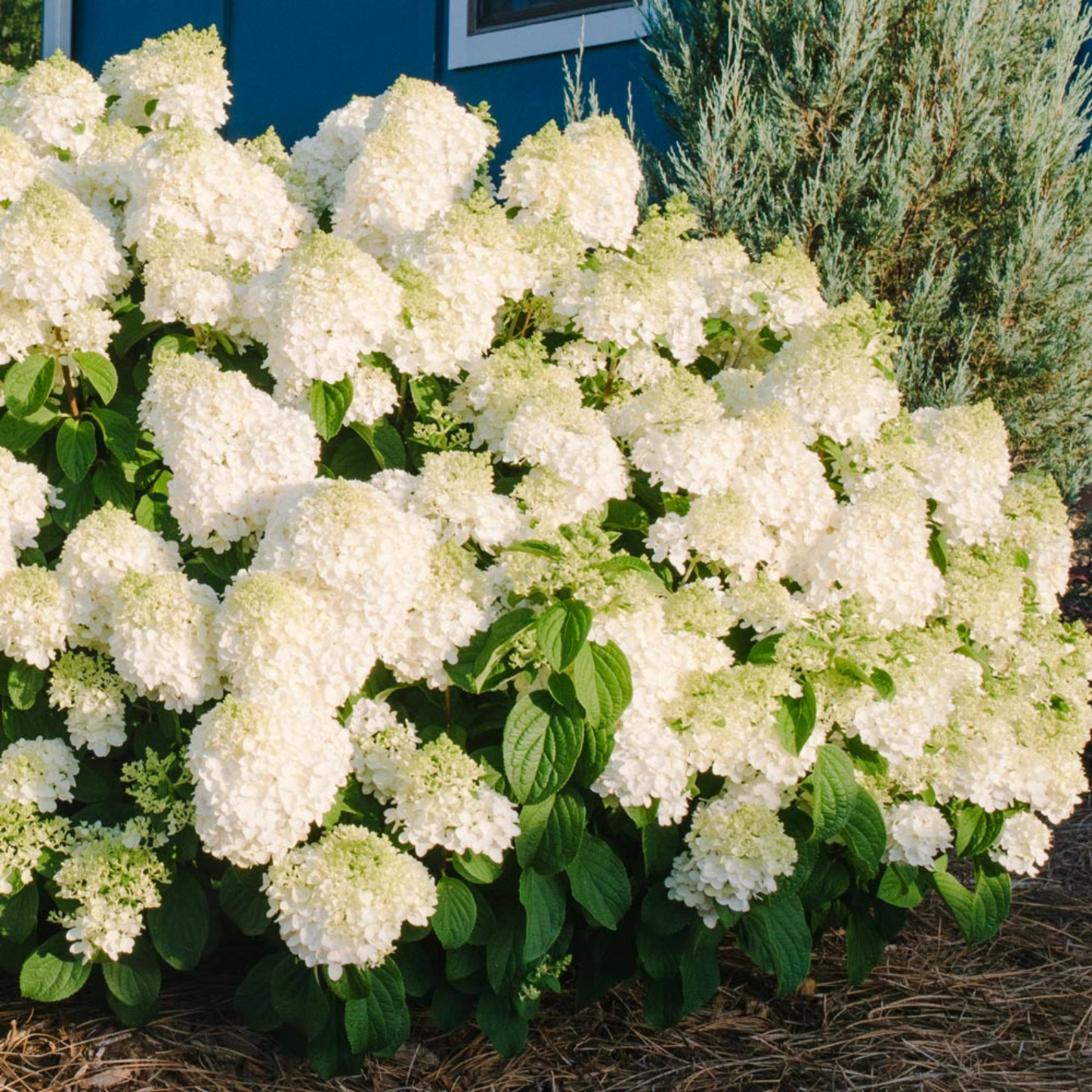 LITTLE HOTTIE HYDRANGEA 2gal