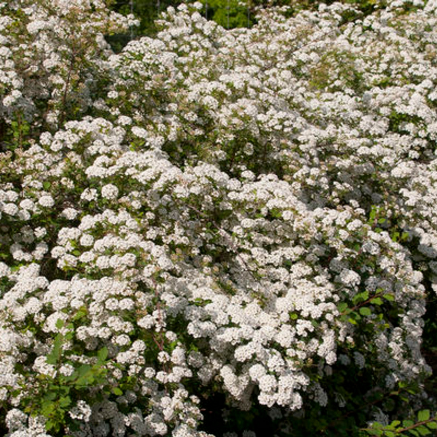 RENAISSANCE BRIDALWREATH SPIRAEA 2gal