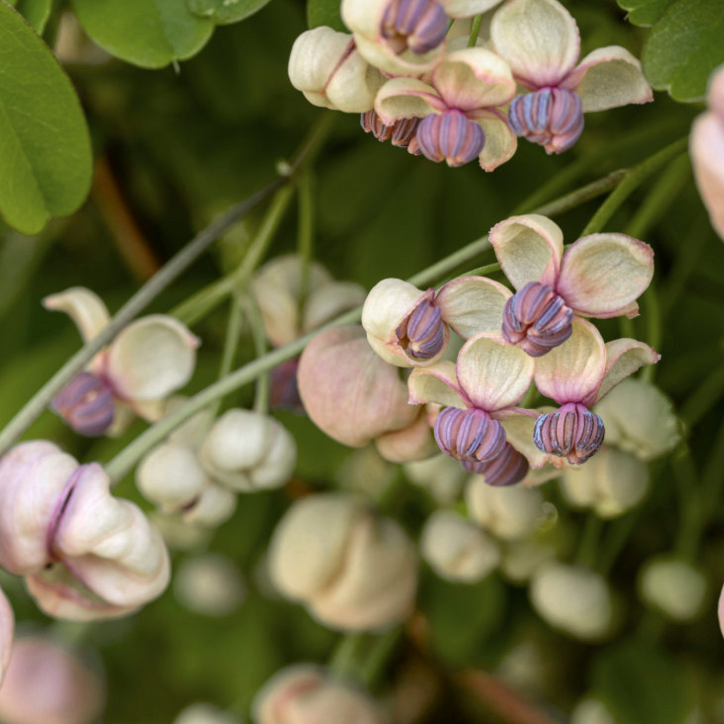 WHITE FLOWERING CHOCOLATE VINE AKEBIA 5gal STAKED