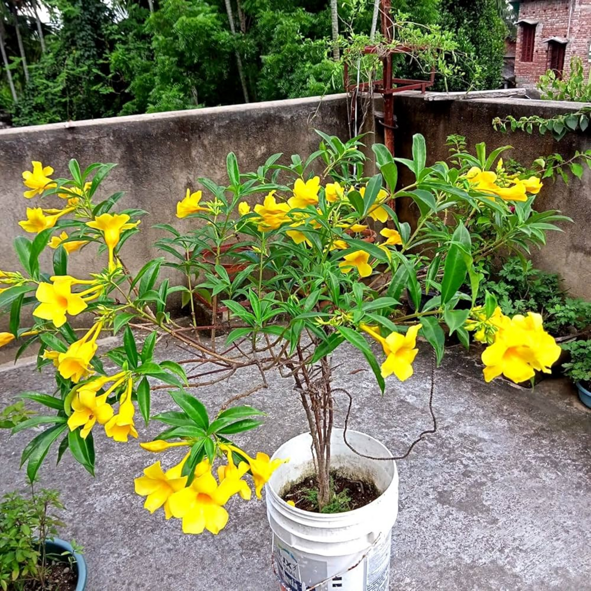 YELLOW TRUMPET VINE 2gal STAKED