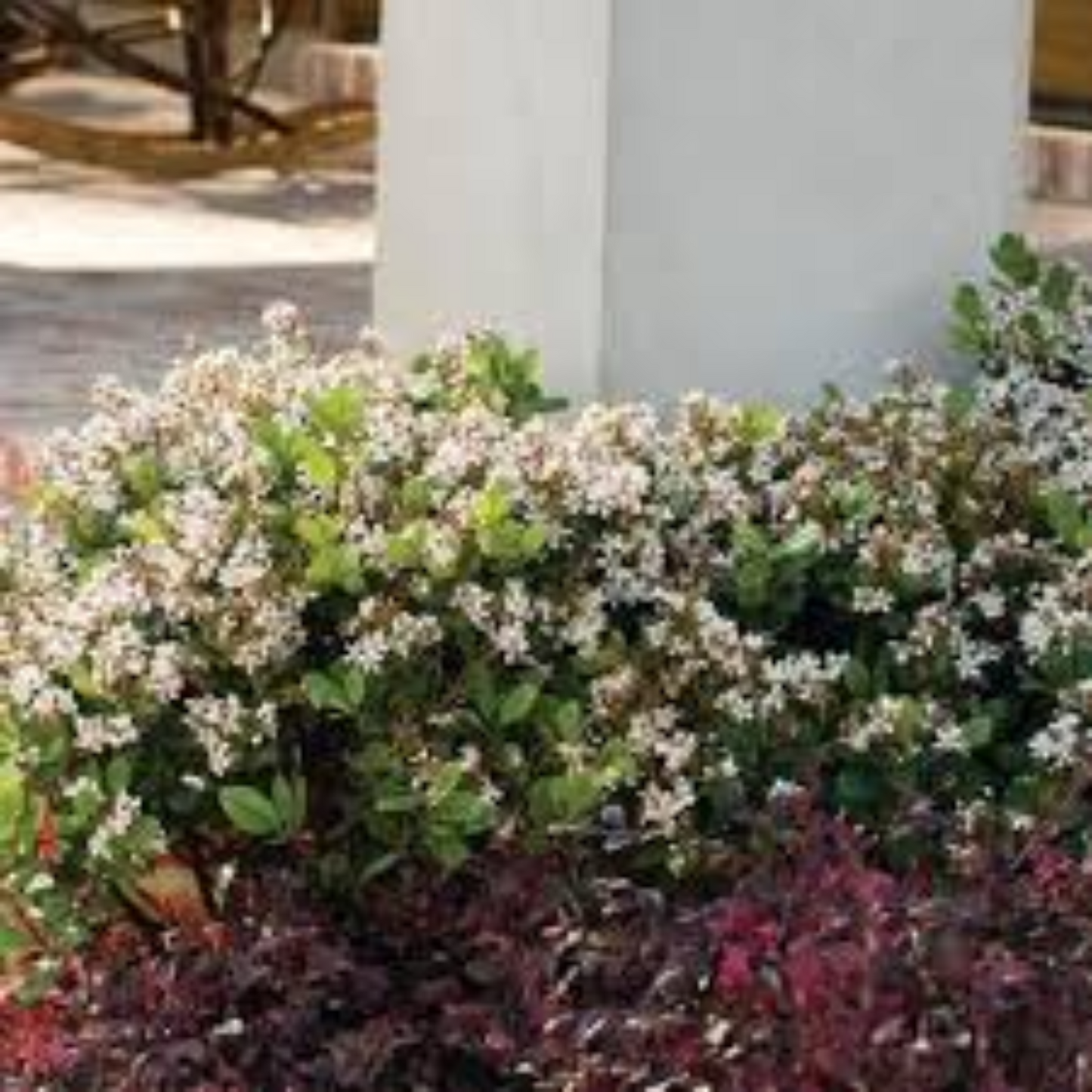 GEORGIA PETITE HAWTHORN 2gal