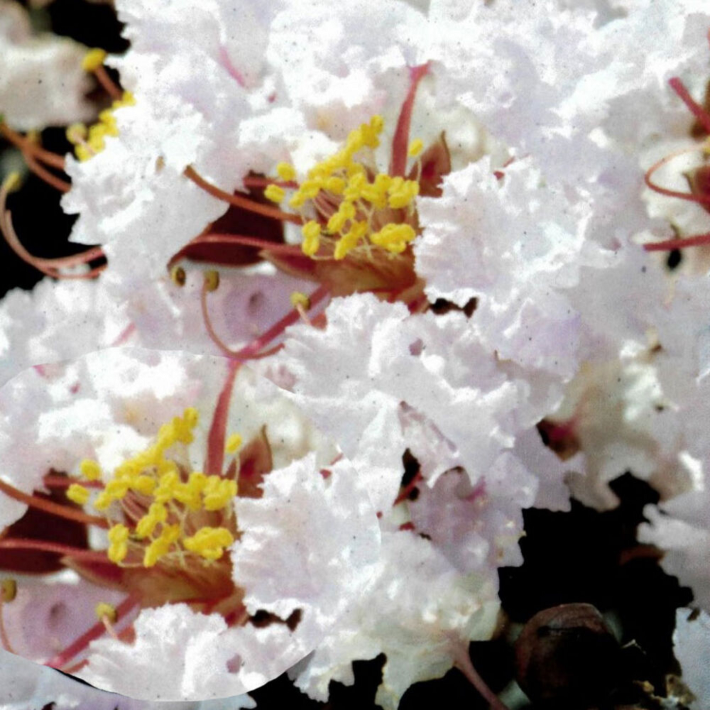 LIKE A LATTE CRAPE MYRTLE 5gal