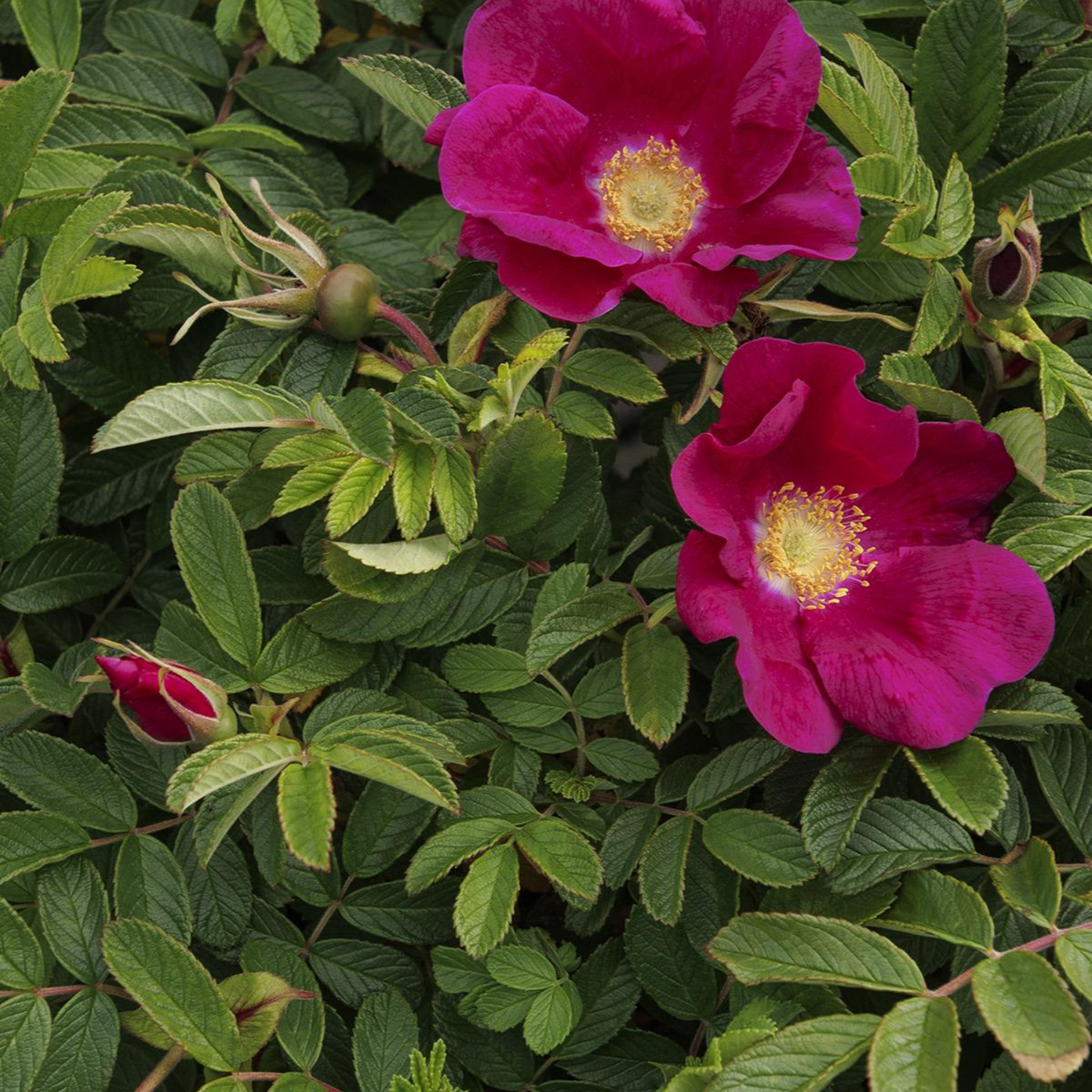RUGOSA SEASIDE SWIRL RED ROSE 2gal