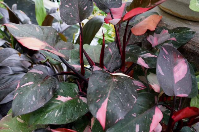 Philodendron Pink Princess
