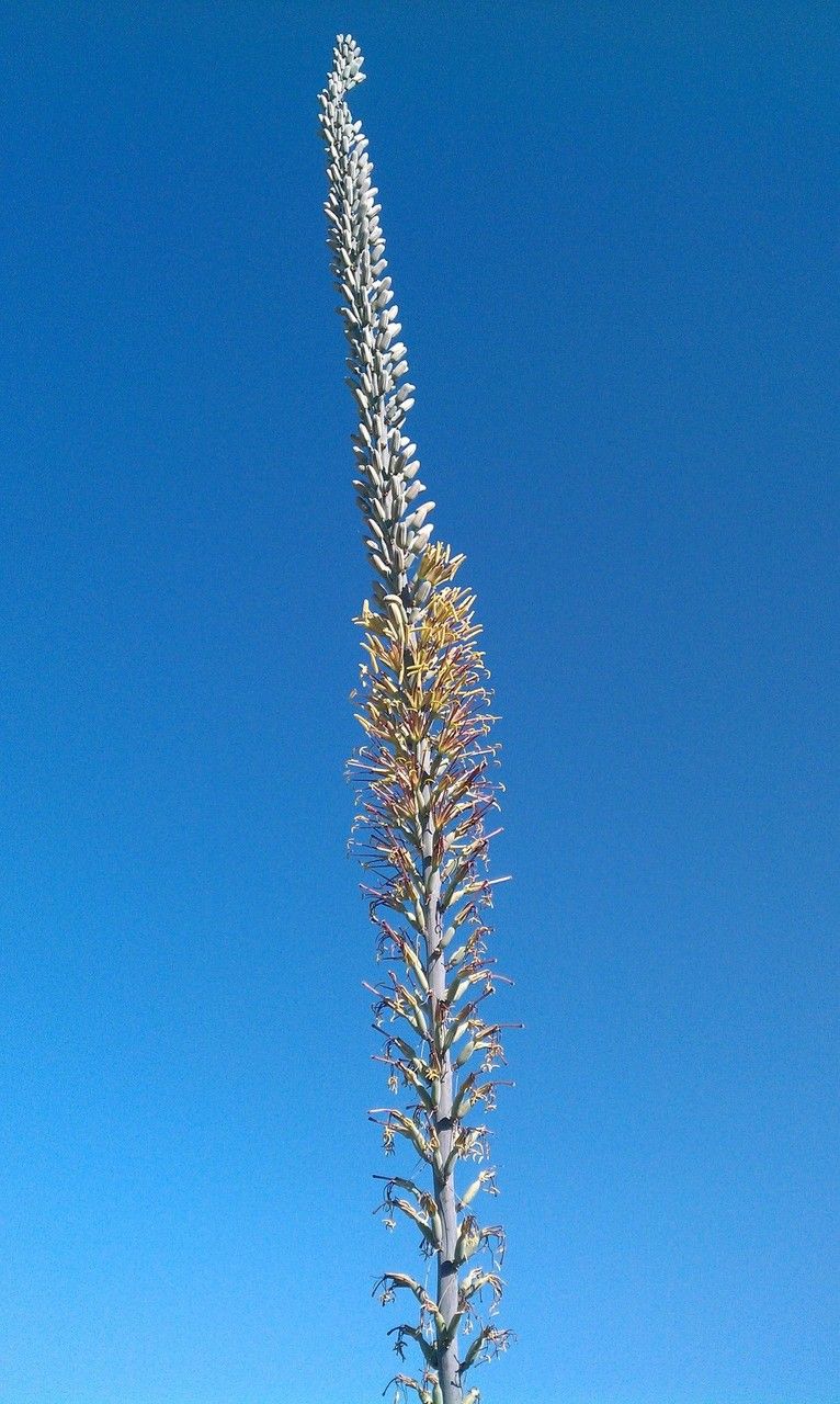 LECHUGUILLA AGAVE 1gal