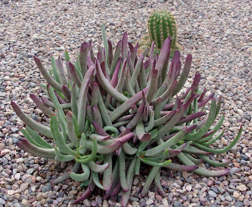 White Sprite Cotyledon