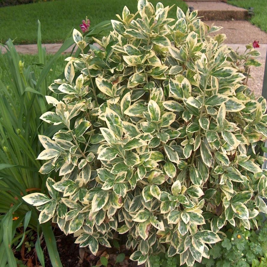 SILVER KING EUONYMUS 6gal