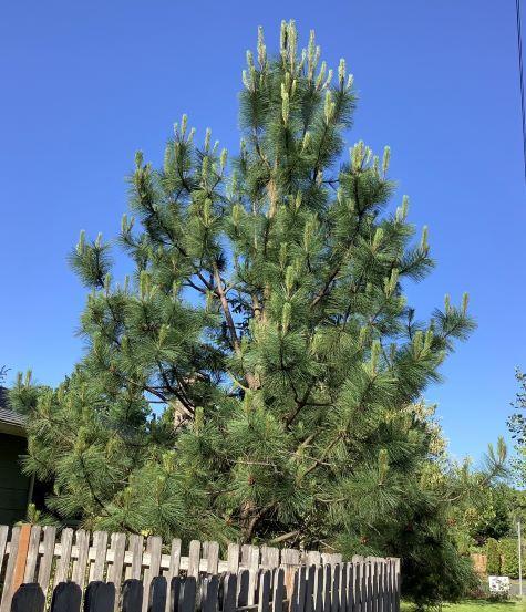 PONDEROSA PINE TREE 7gal