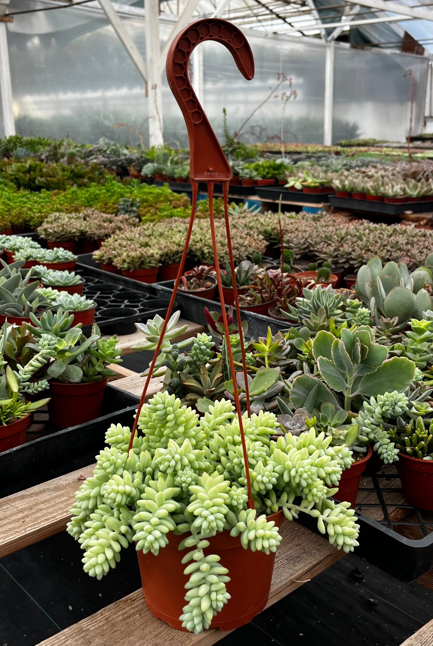 Sedum Donkey's Tail
