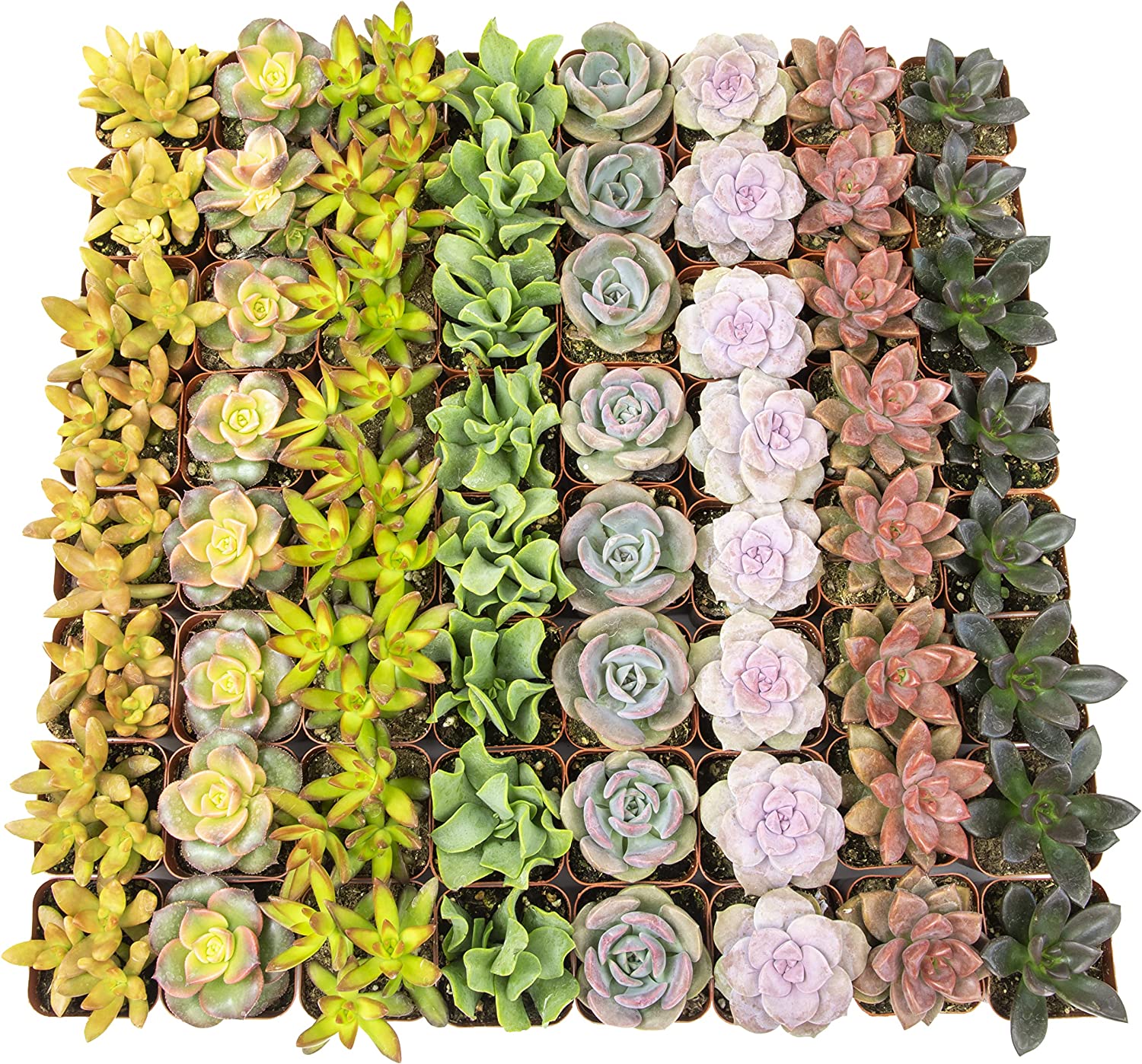 succulents near me bulk Bulk Succulent Plants – Watters Garden Center