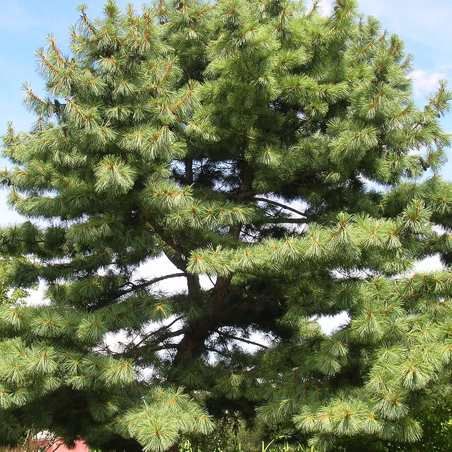 SCOTCH PINE TREE 7gal