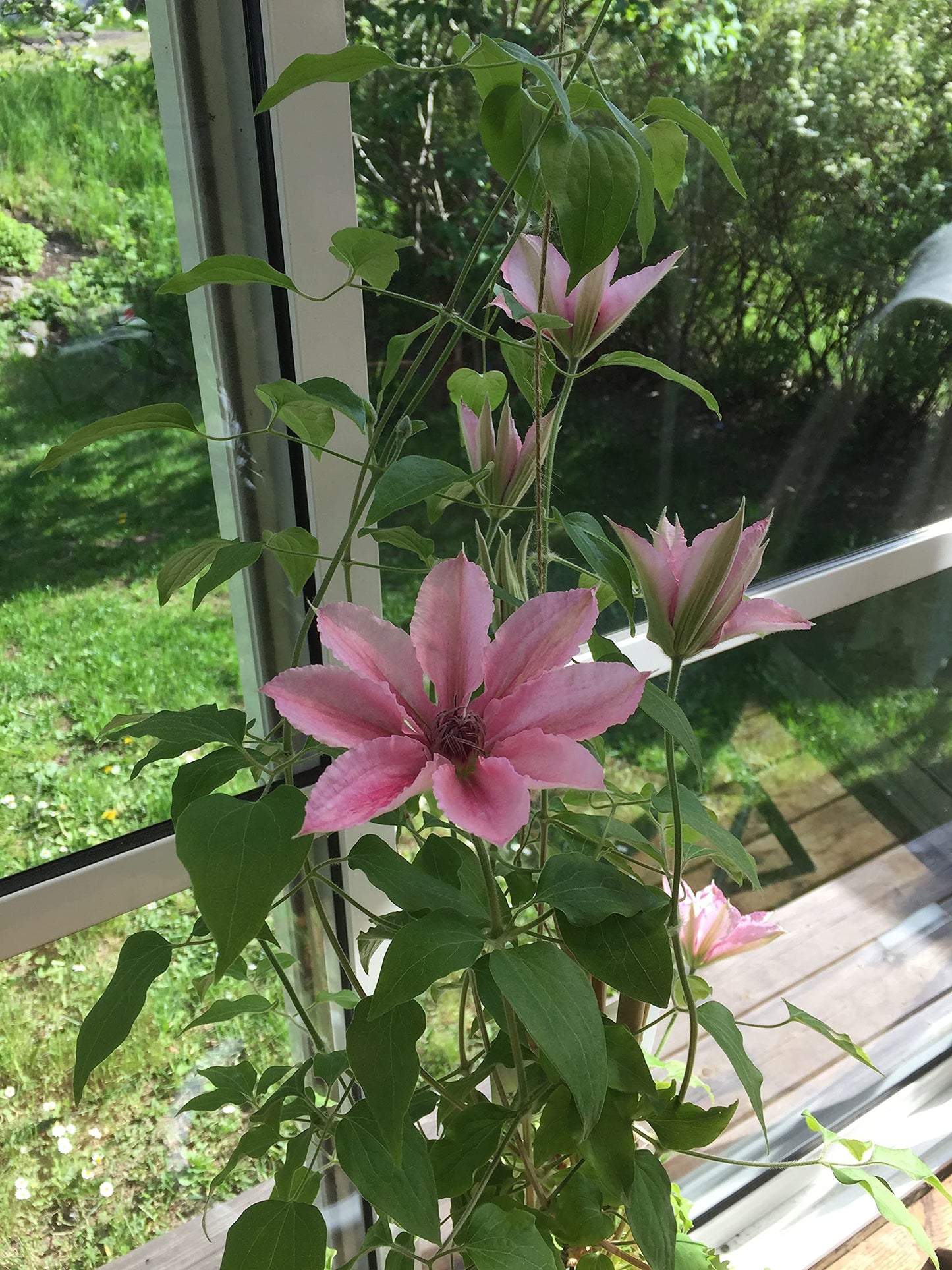 PINK CHAMPAGNE CLEMATIS 2gal