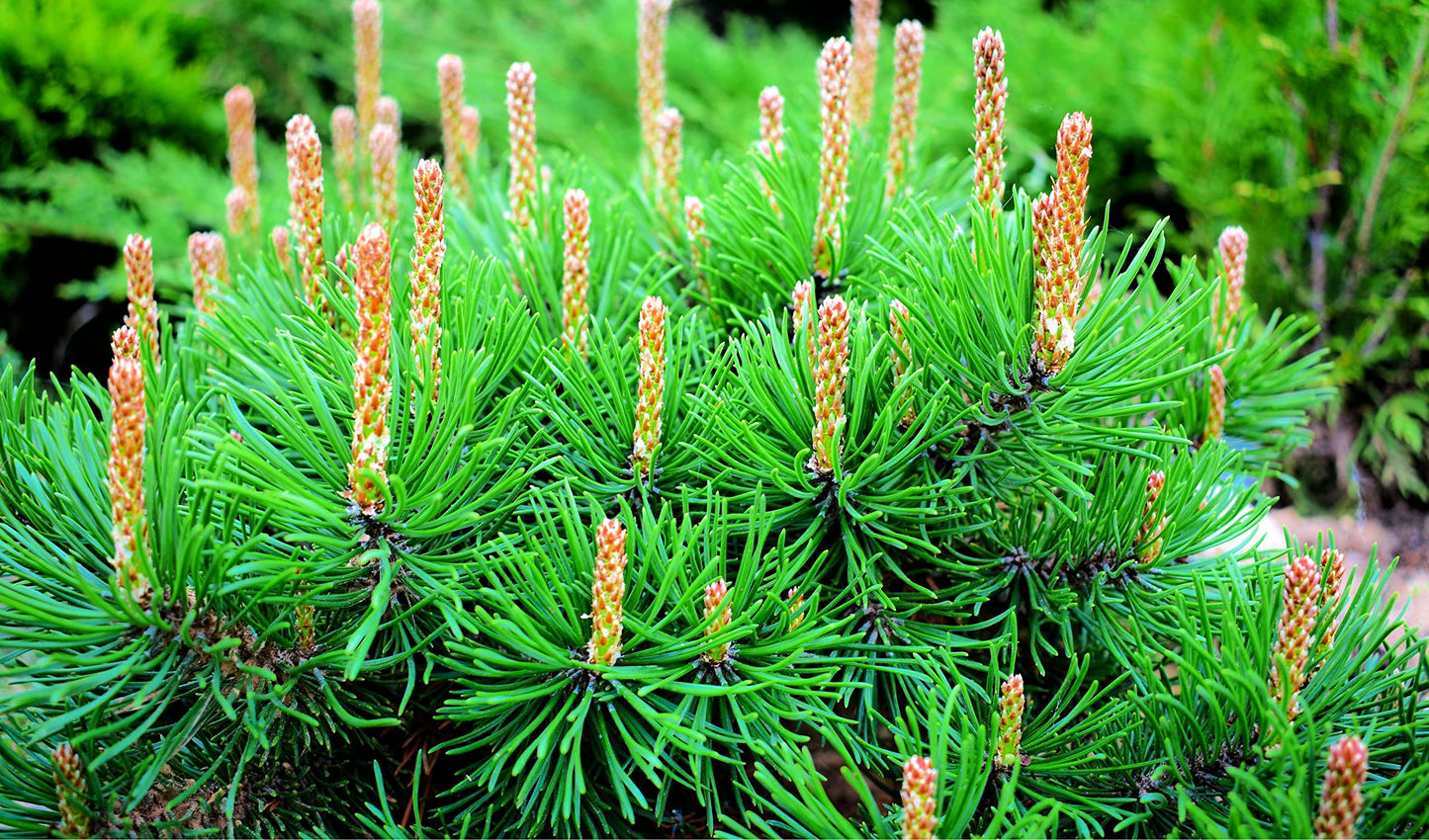 MUGO PINE 2gal