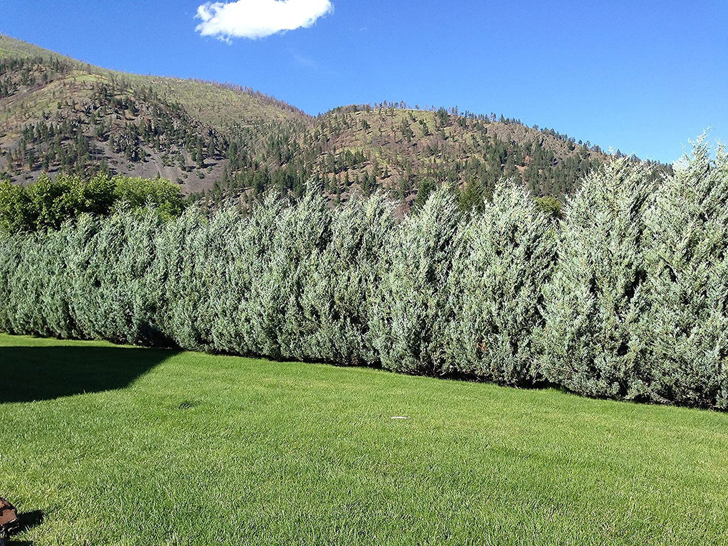 MOONGLOW JUNIPER TREE 6gal