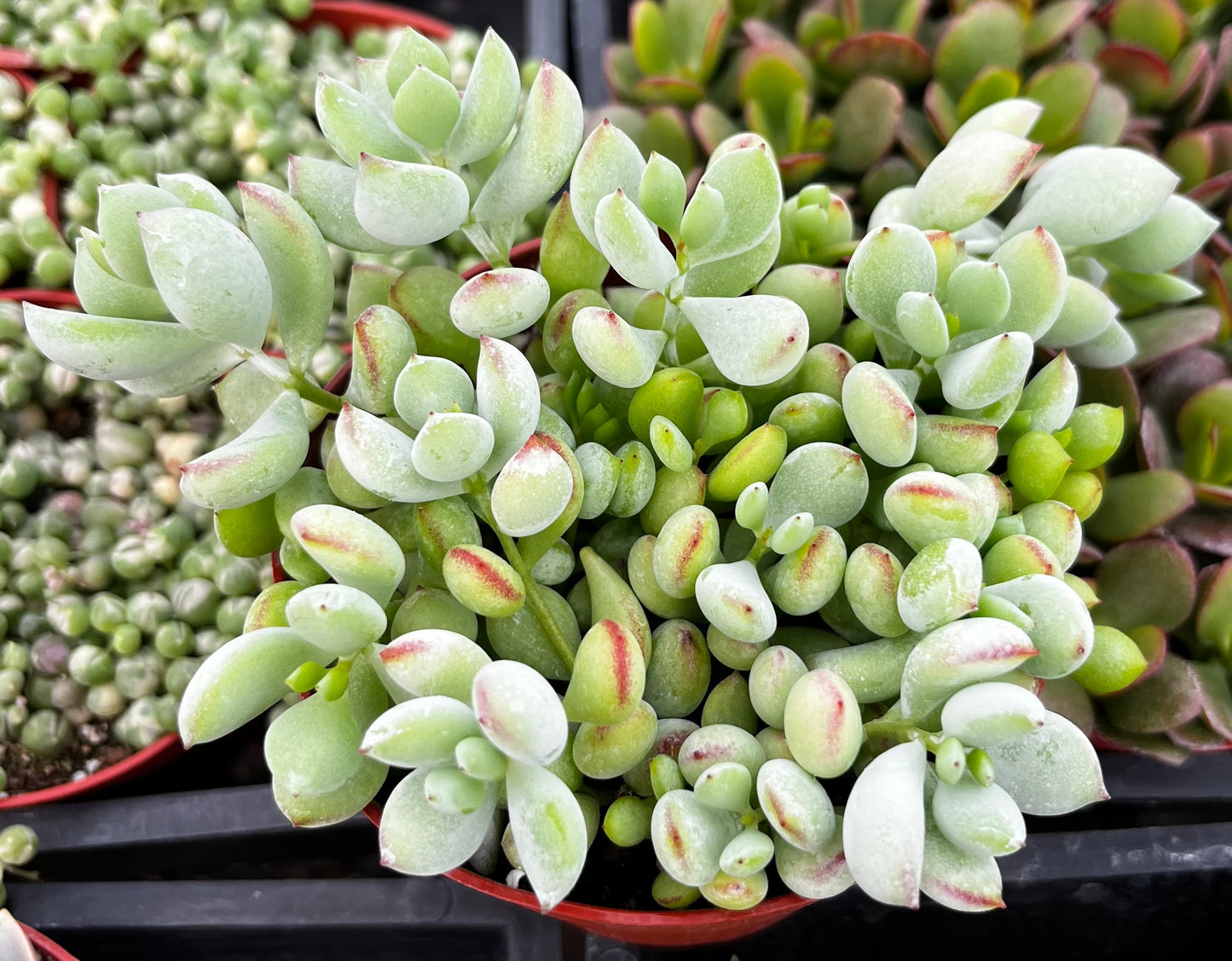 Cotyledon Pendens