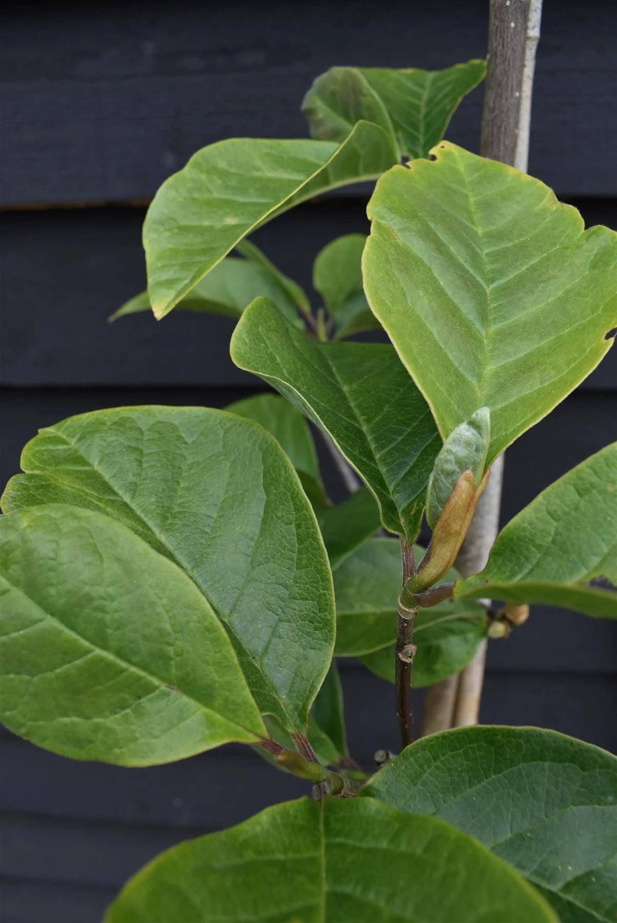 BLACK TULIP MAGNOLIA 5gal