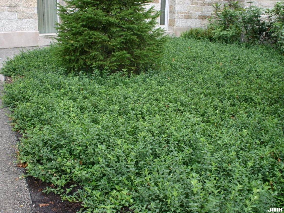 MOONSHADOW WINTERCREEPER EUONYMUS 2gal