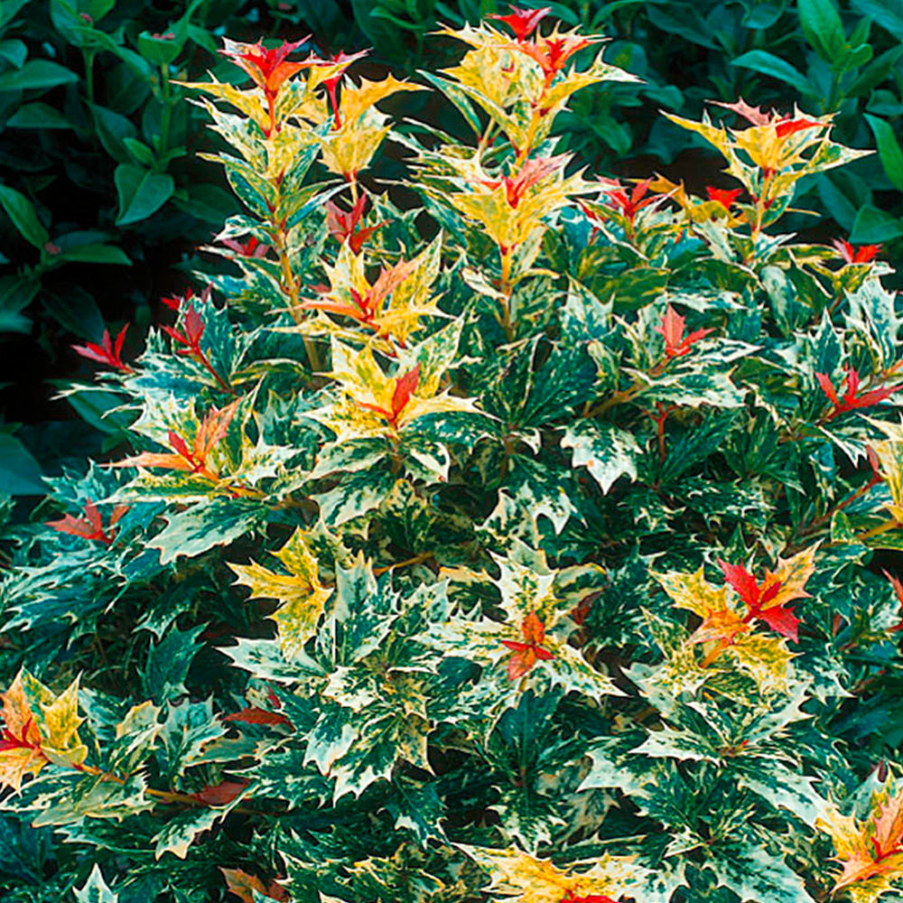 GOSHIKI HOLLY 3gal