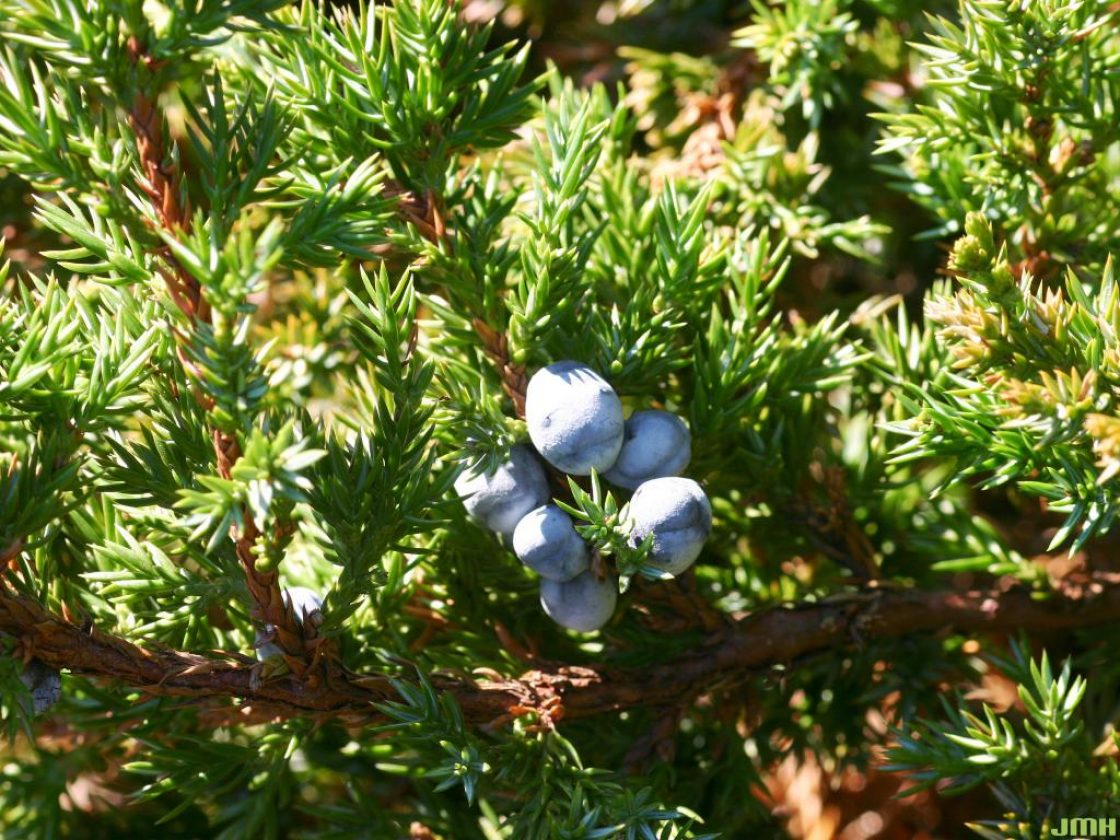 JAPANESE GARDEN JUNIPER TOPIARY 2gal