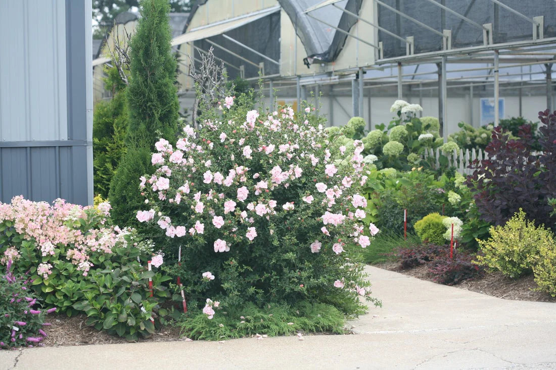 PINK CHIFFON ROSE OF SHARON HIBISCUS 2gal