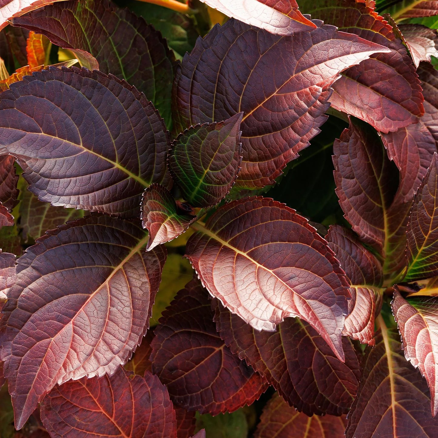 SEASIDE SERENADE HAMPTONS HYDRANGEA  2gal