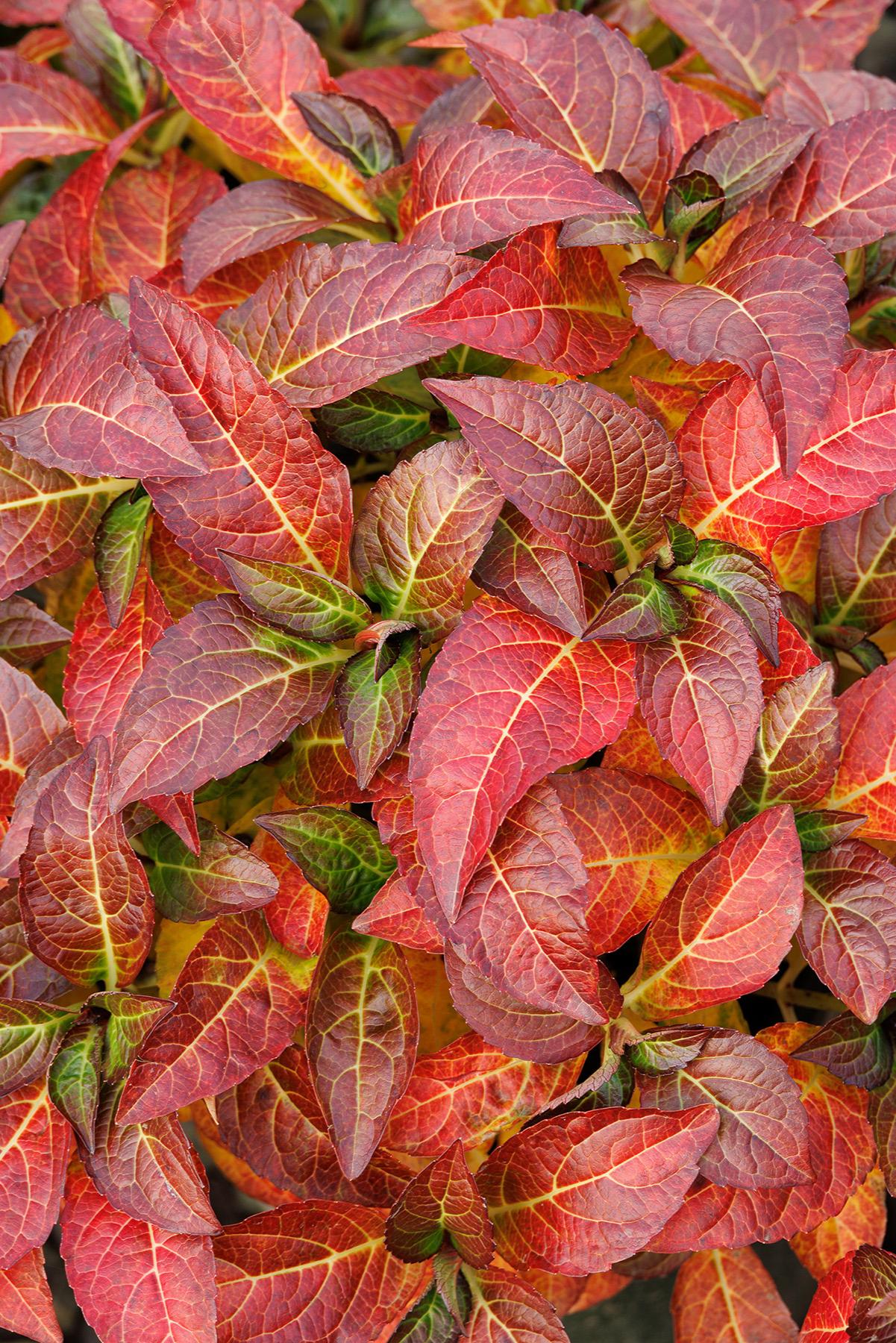 SEASIDE SERENADE HAMPTONS HYDRANGEA  2gal