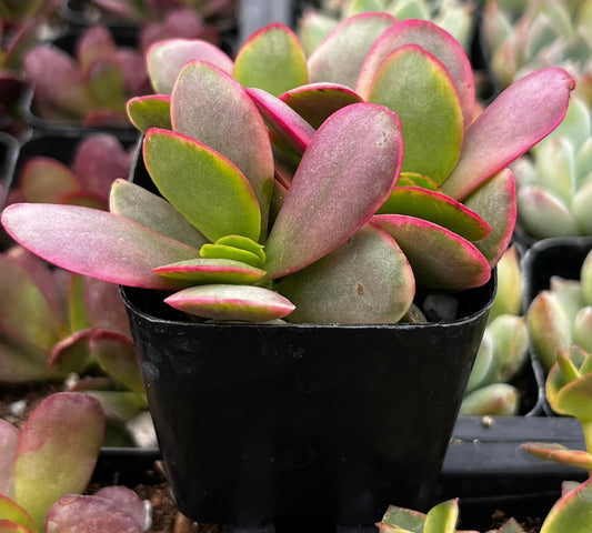 Pink Jade Crassula Platyphylla