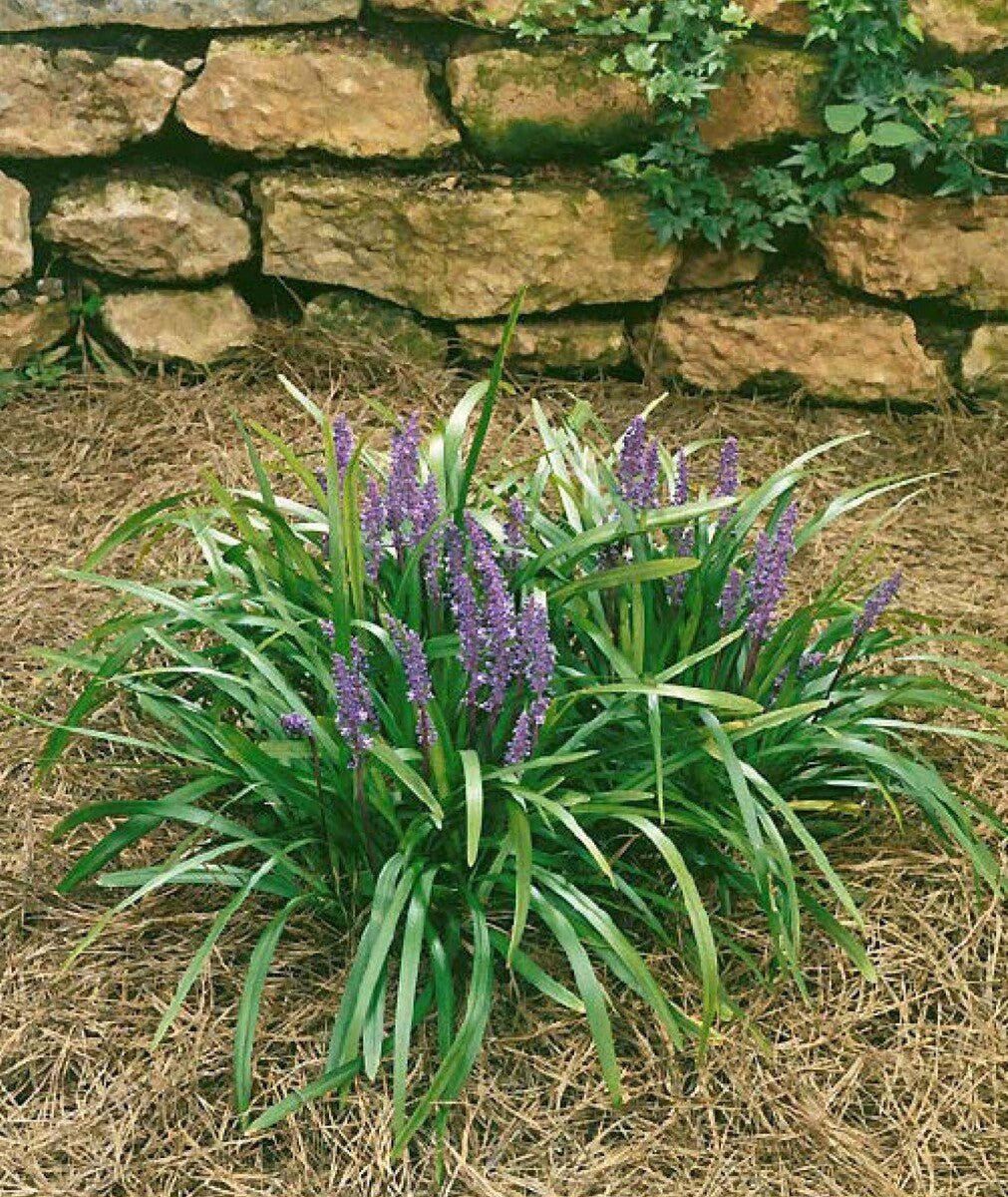 Royal Purple Lily Turf (Liriope M 'Royal Purple') - 1 gallon