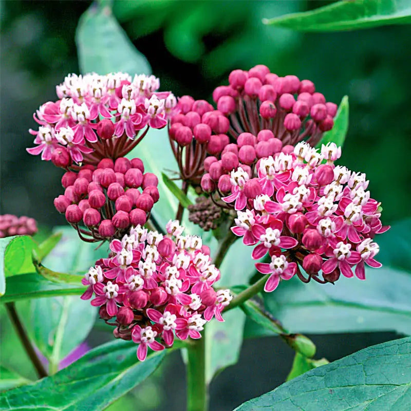 SOULMATE MILKWEED