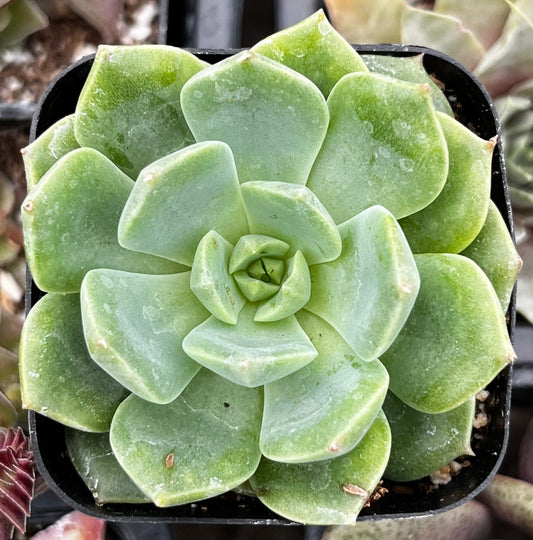 Sofia Echeveria