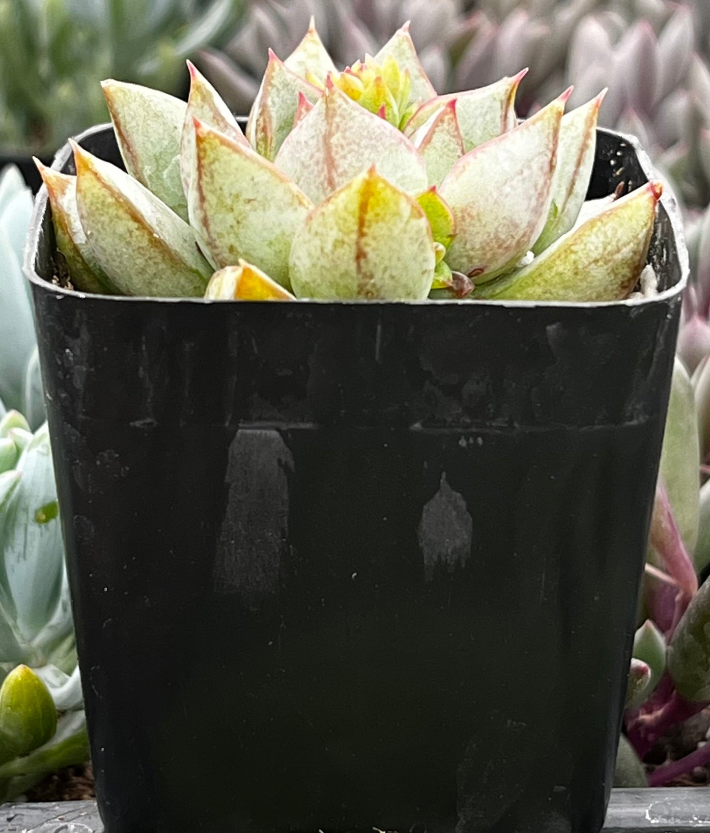 Glory Echeveria