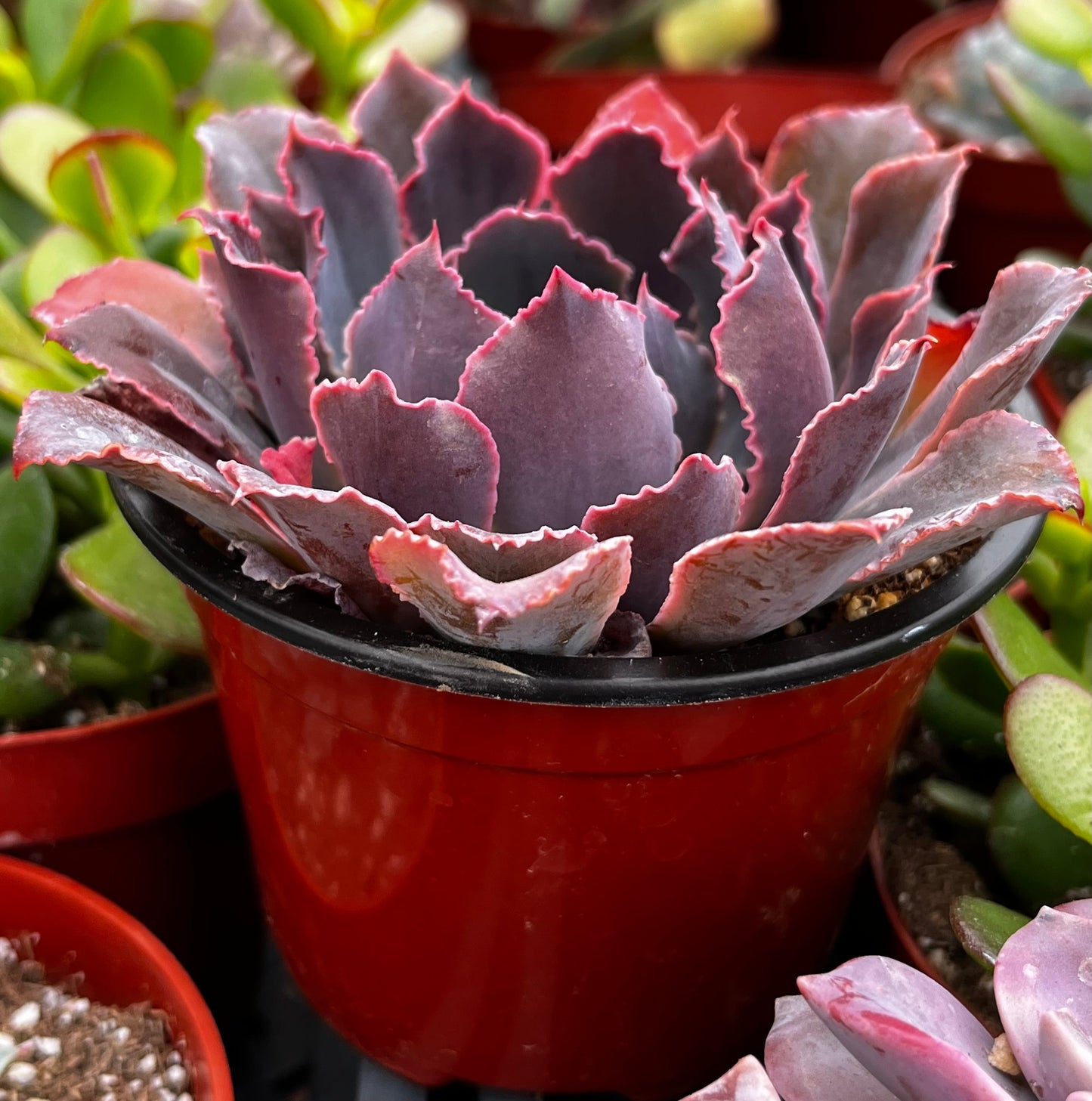 Neon Breaker Echeveria
