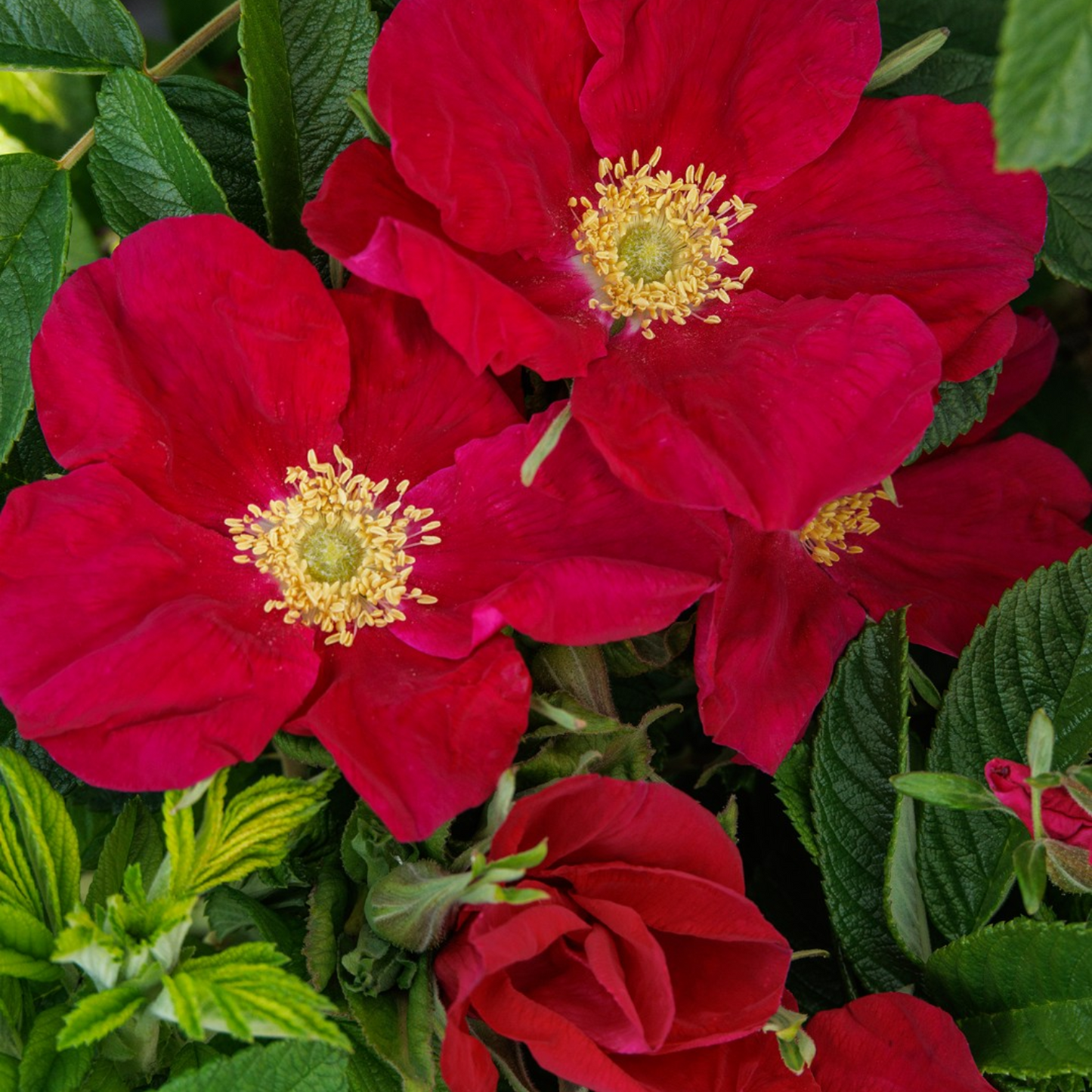 RUGOSA SEASIDE SWIRL RED ROSE 2gal