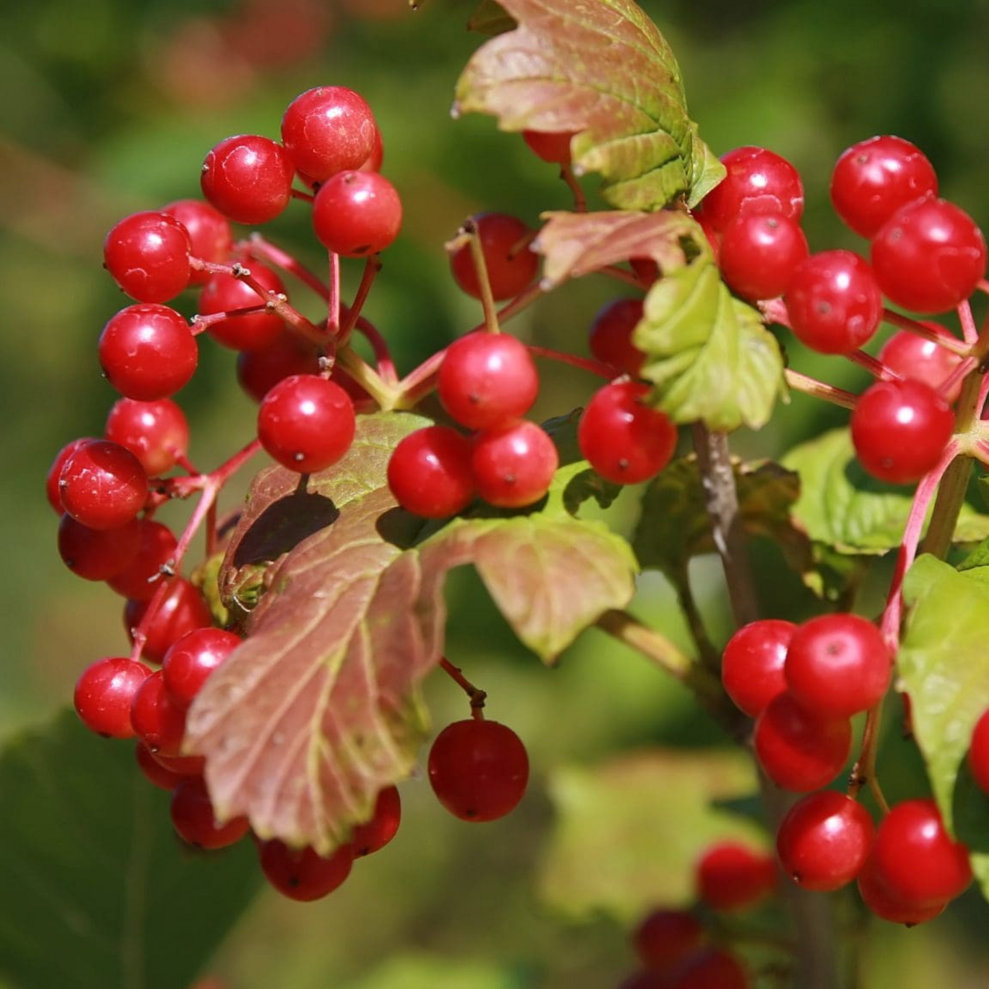 CRANBERRY BUSH VIBURNUM 2gal
