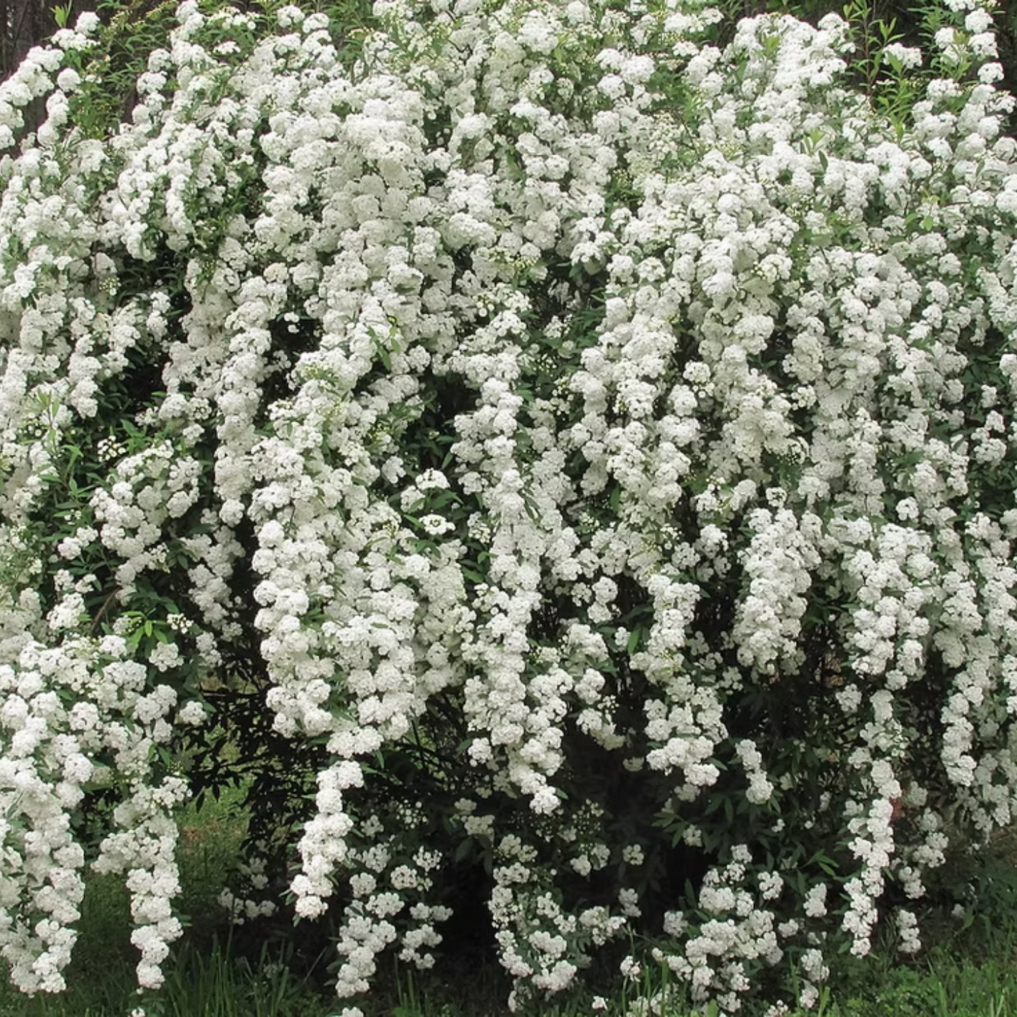 RENAISSANCE BRIDALWREATH SPIRAEA 2gal