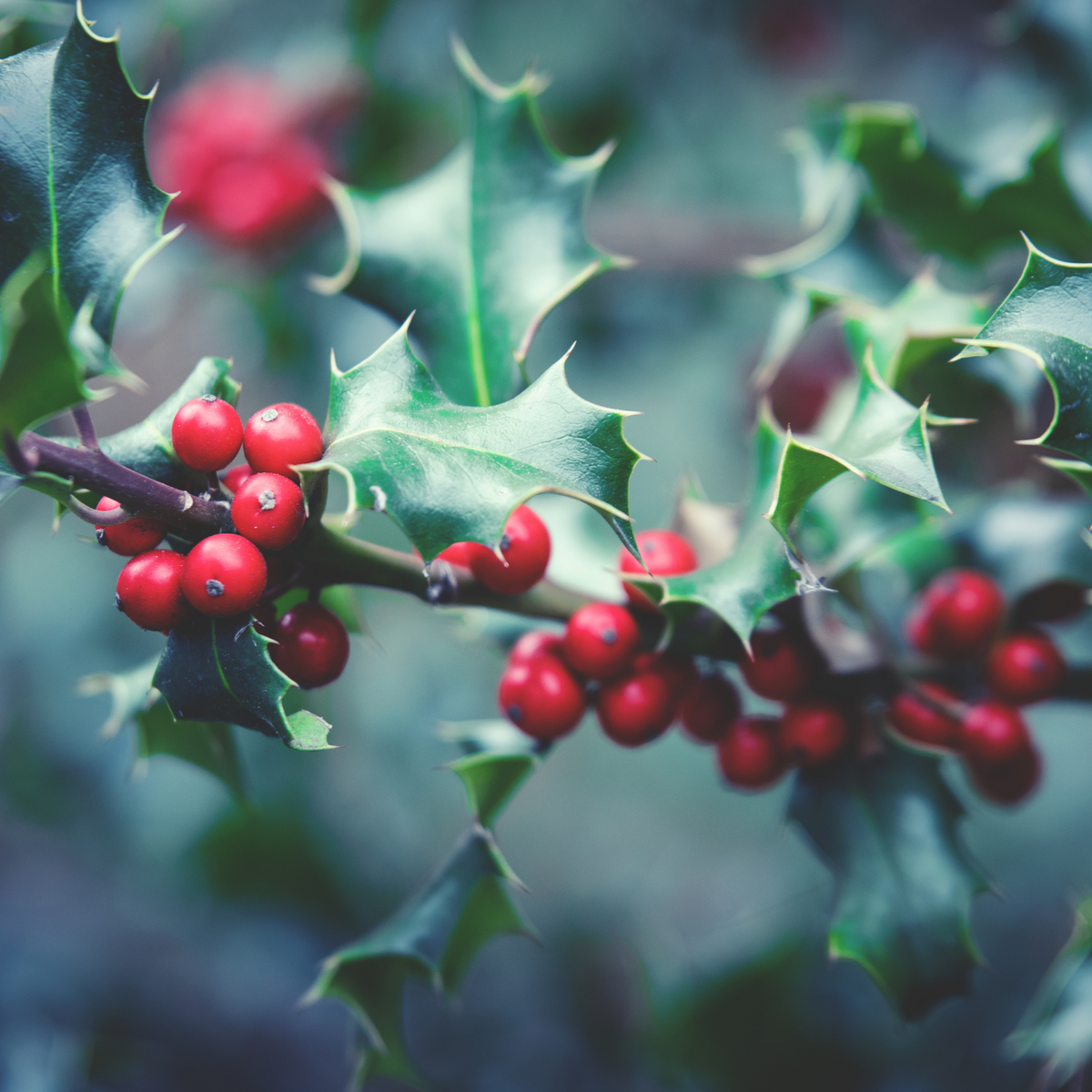 BERRI MAGIC HOLLY 2gal