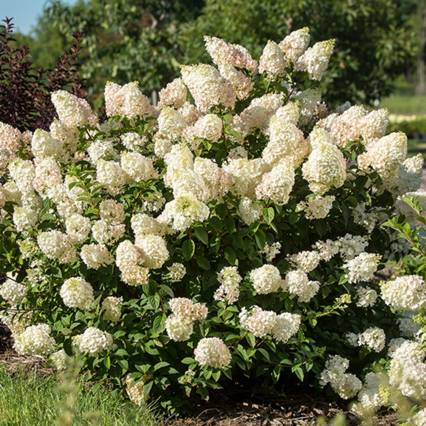 STRAWBERRY SUNDAE HYDRANGEA 2gal