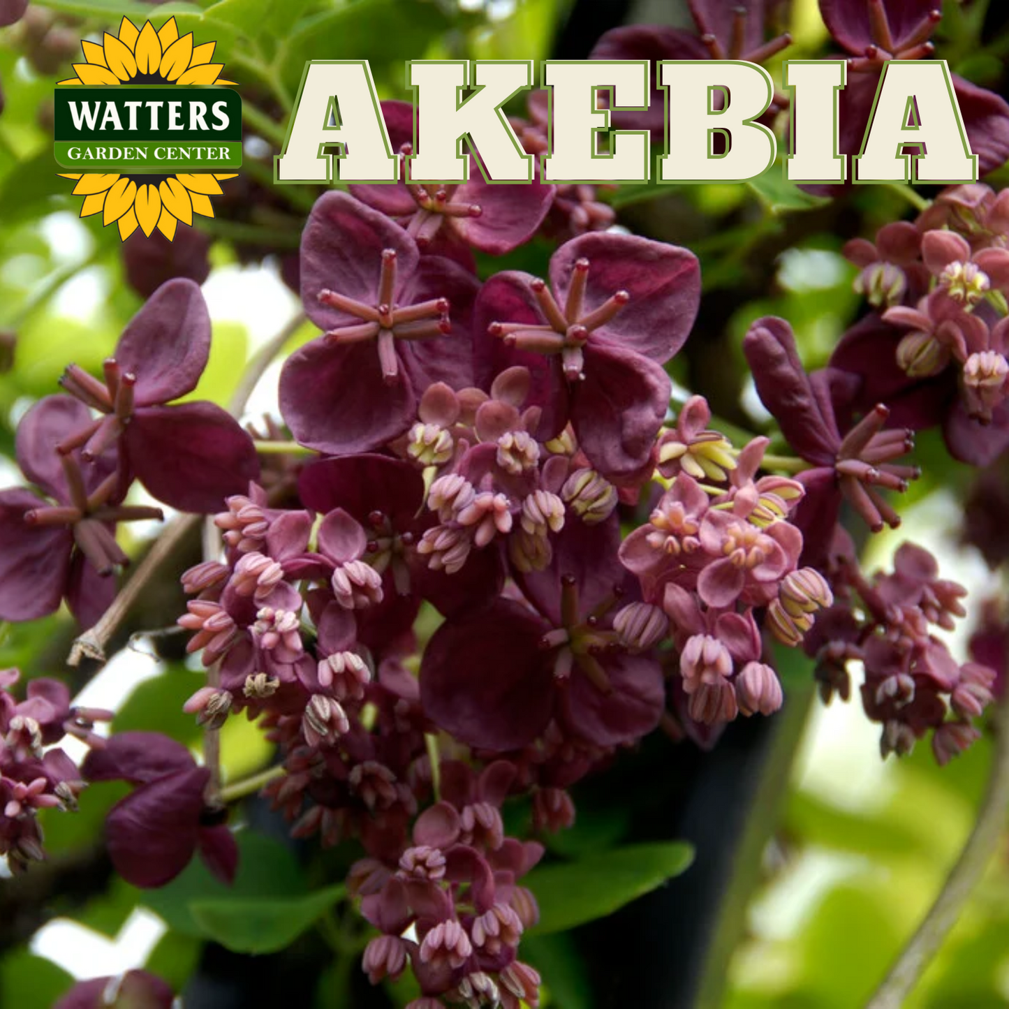WHITE FLOWERING CHOCOLATE VINE AKEBIA 5gal STAKED