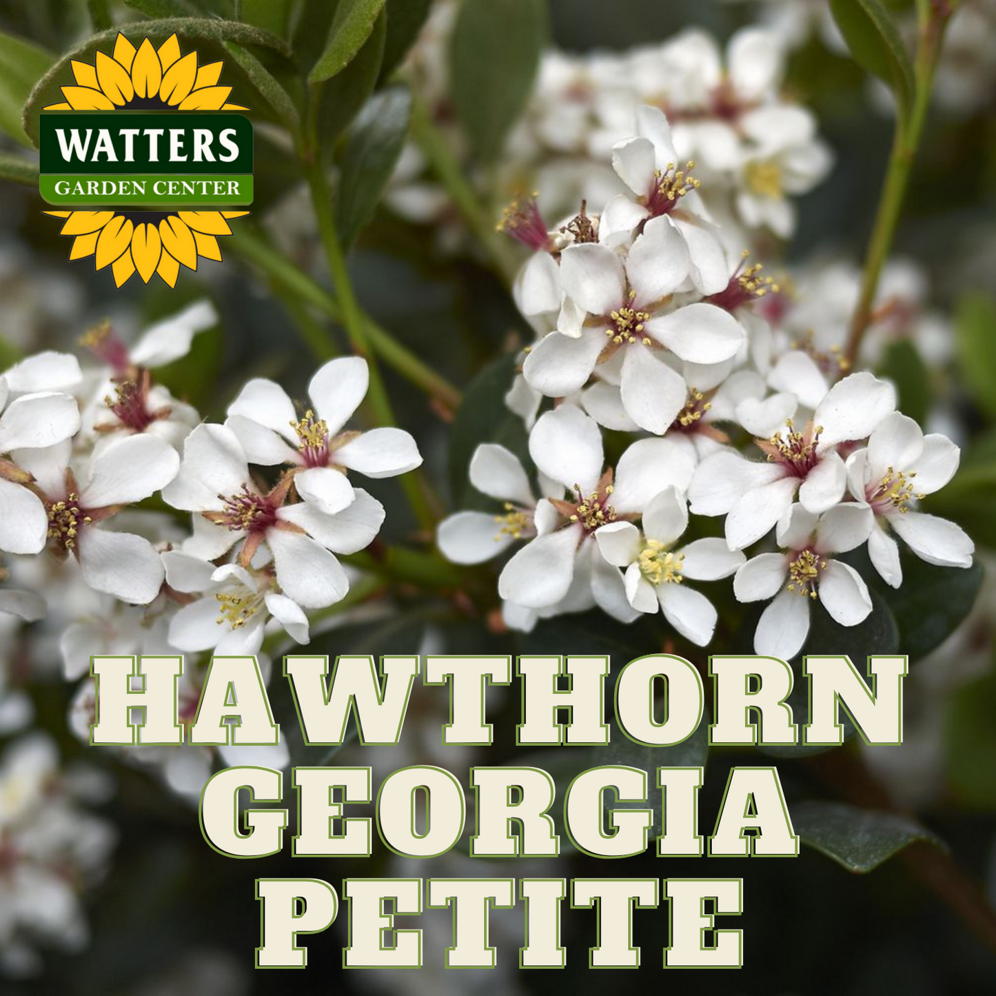 GEORGIA PETITE HAWTHORN 2gal