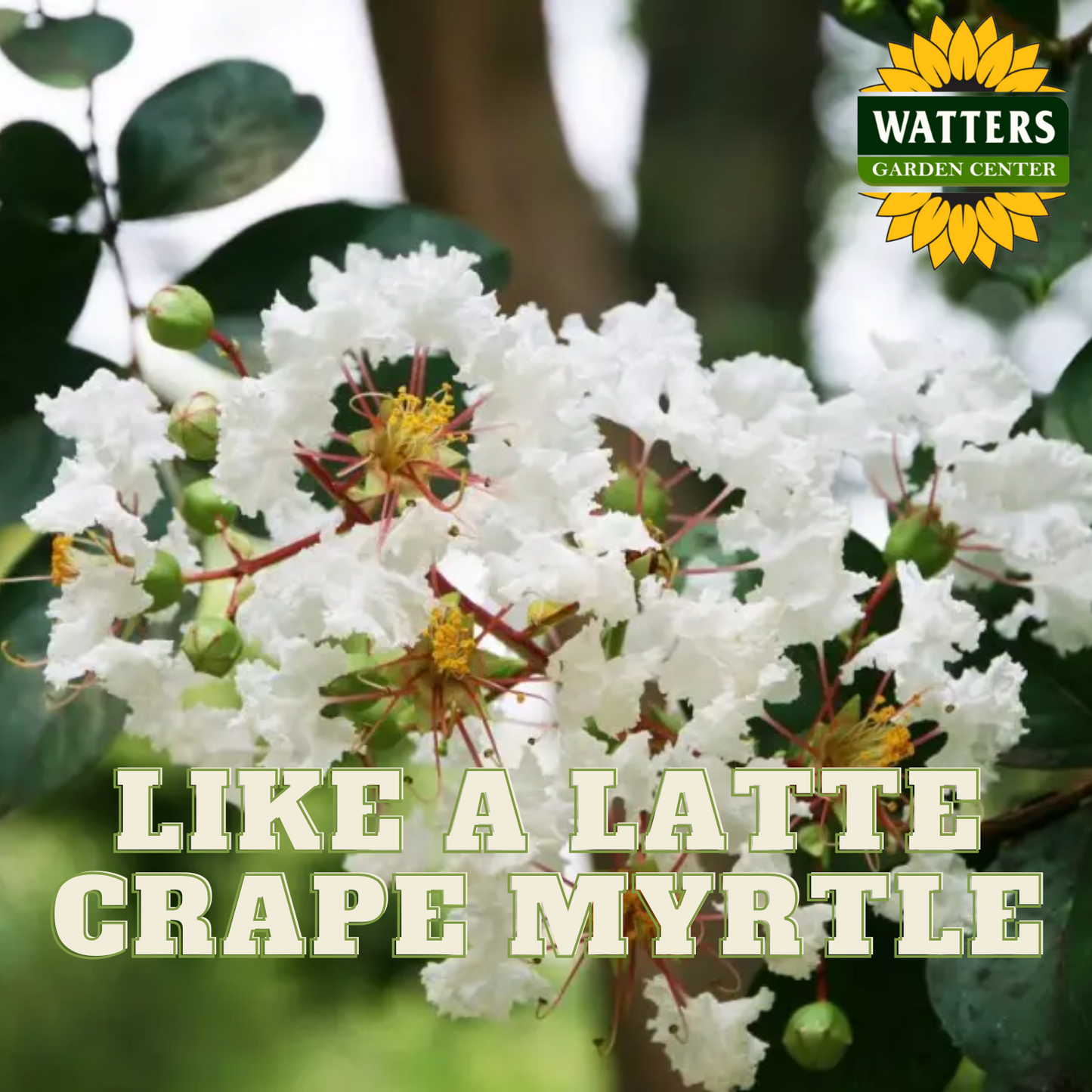 LIKE A LATTE CRAPE MYRTLE 5gal