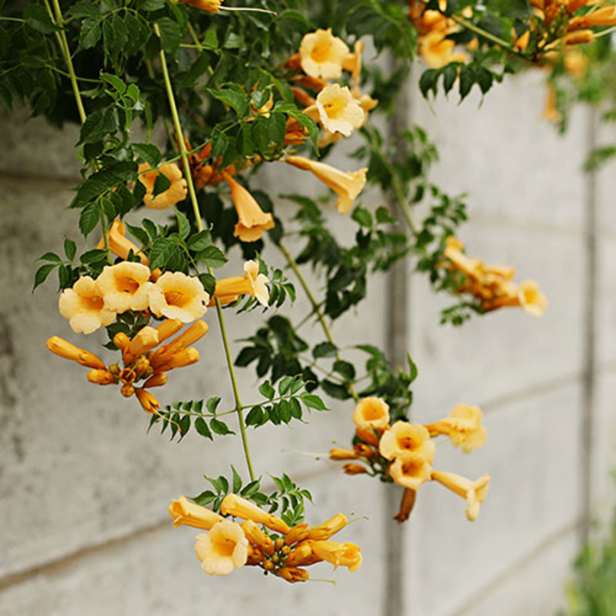 YELLOW TRUMPET VINE 2gal STAKED